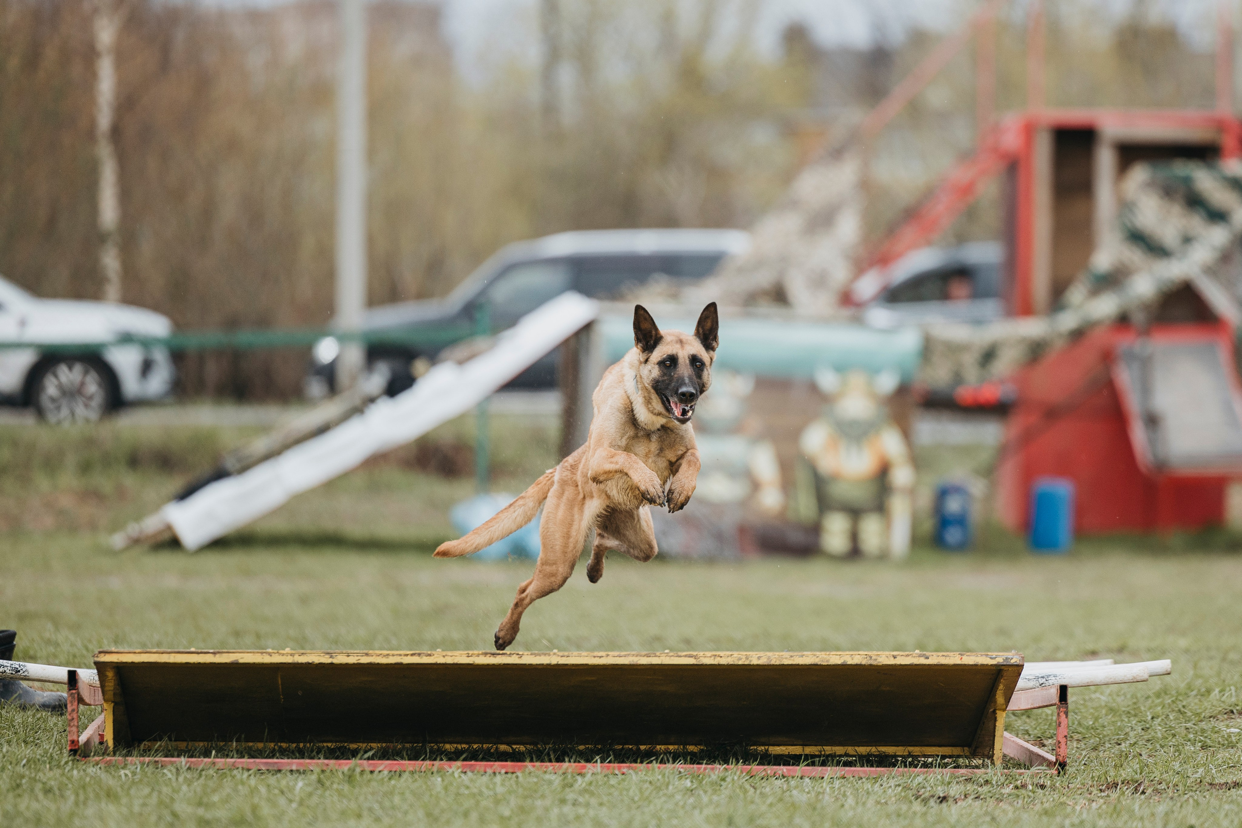 09.05.25 Вологда соревнования. Фотограф-анималист Анна Маринич