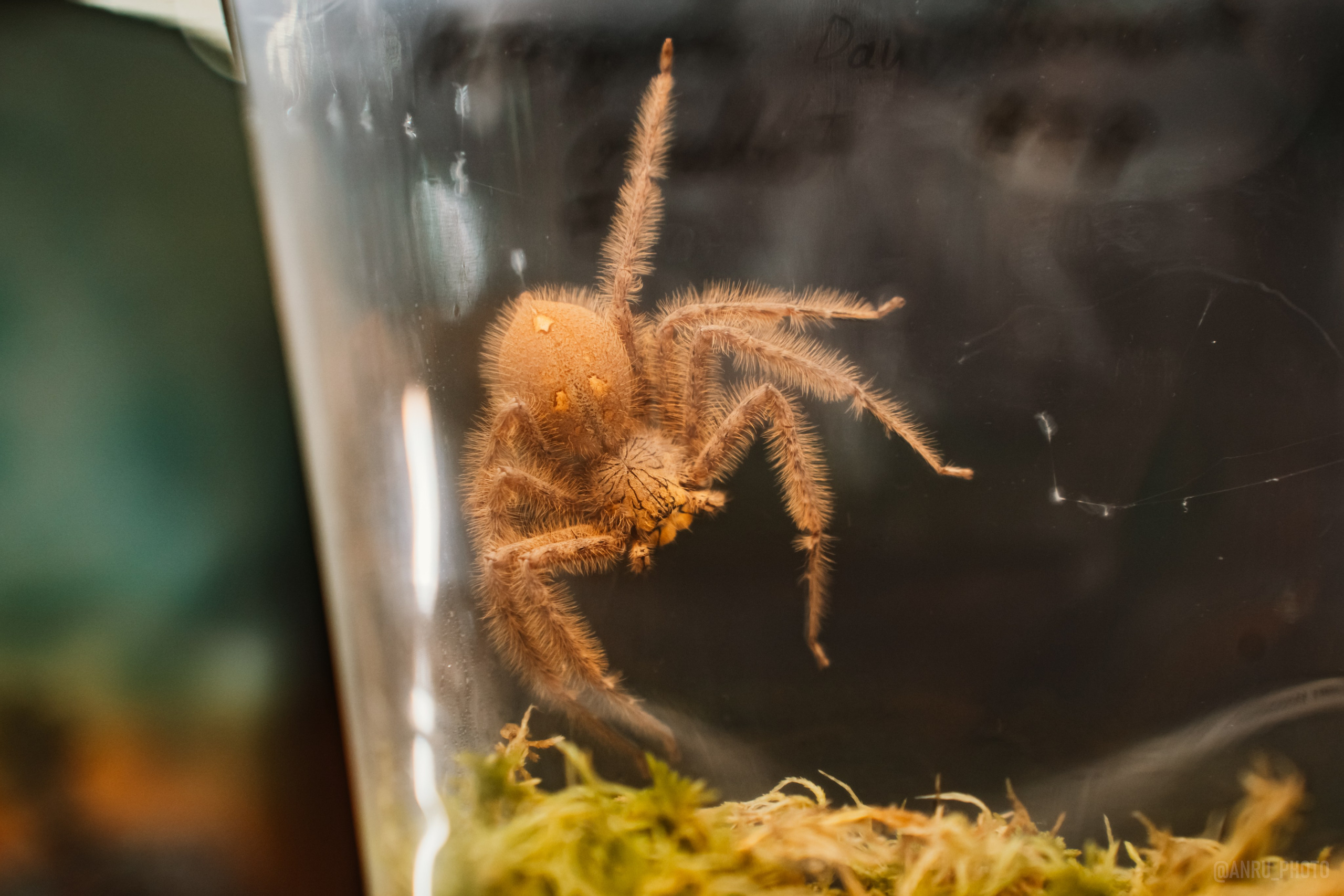 Рептилиум. Репортажный фотограф Анастасия Рубцова