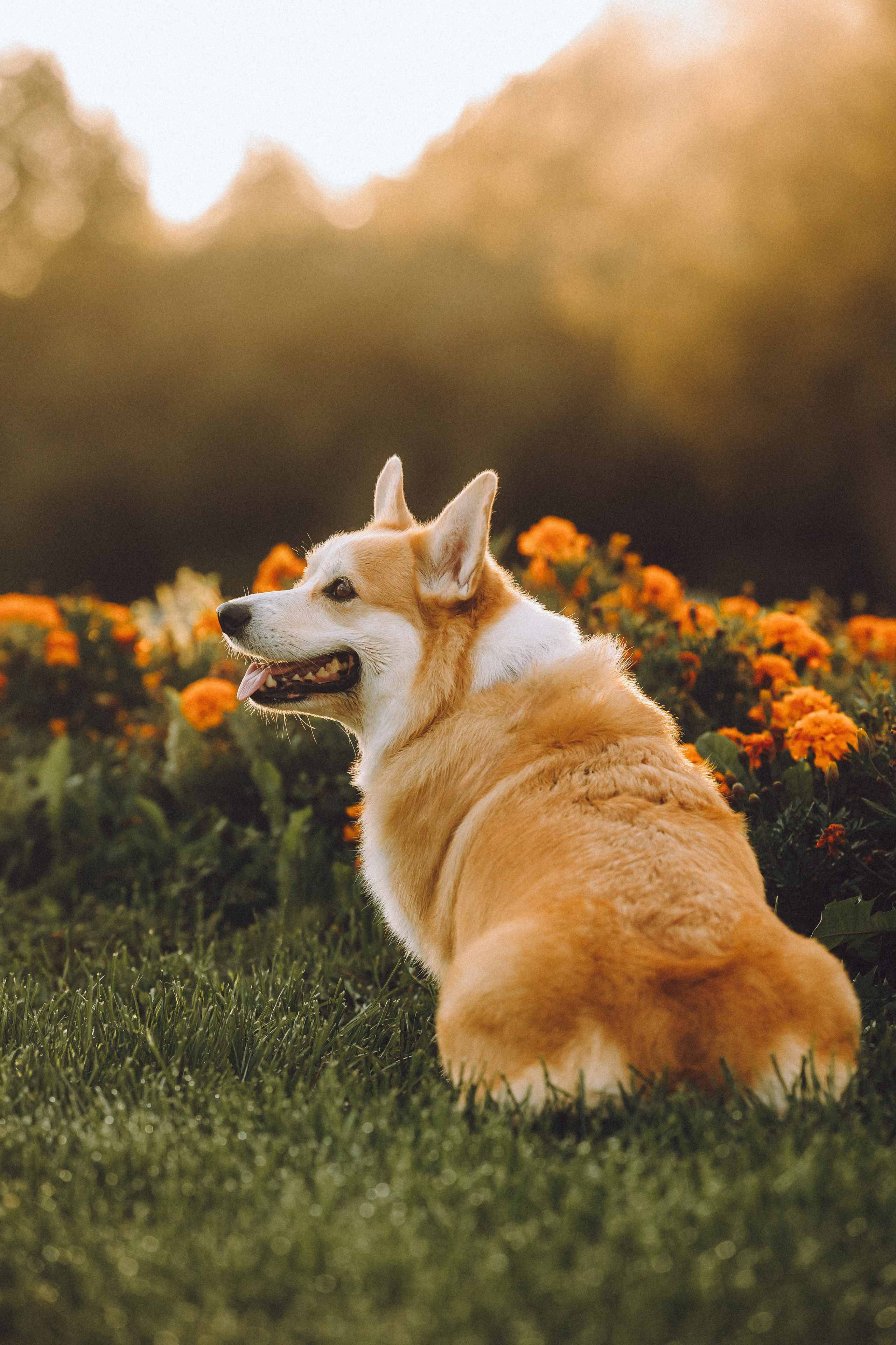 Пуговка и ее семья