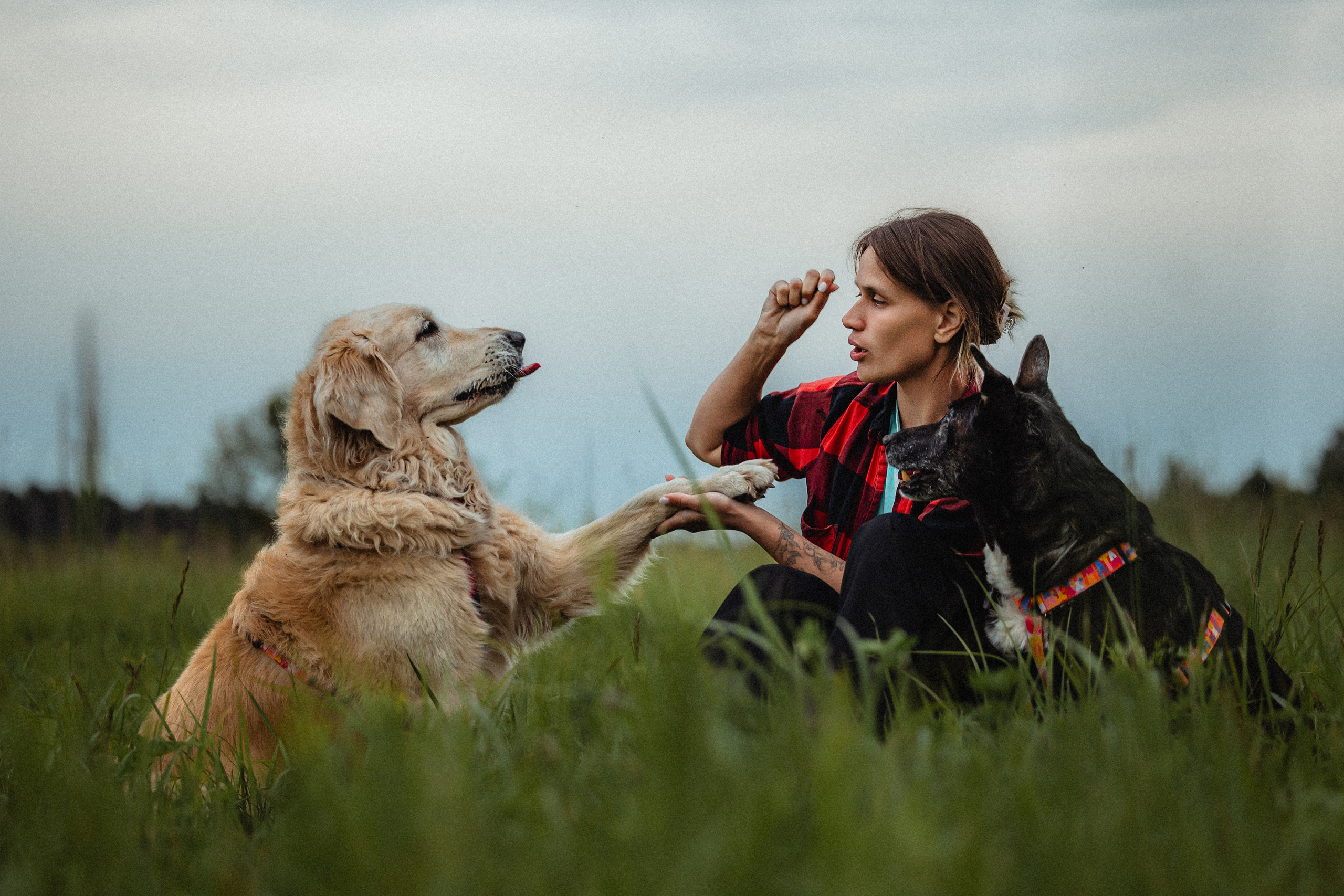 Выездной дог-тренинг от школы «Шерсть имею»