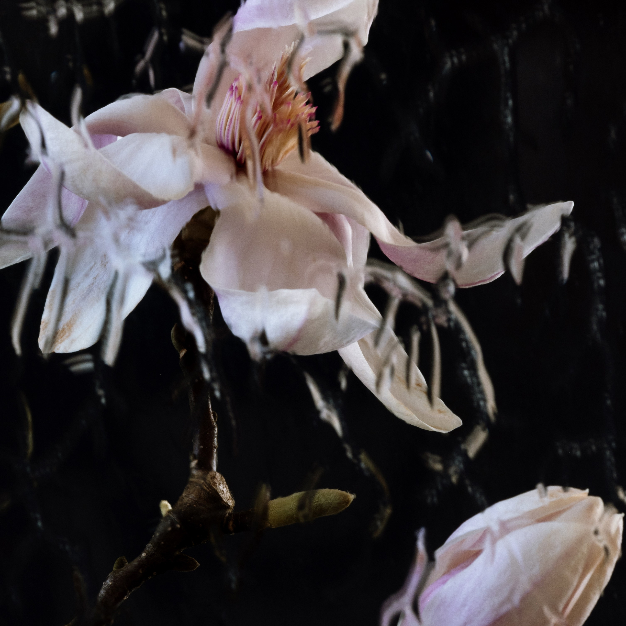 Elusive. Author’s fine art prints with international delivery