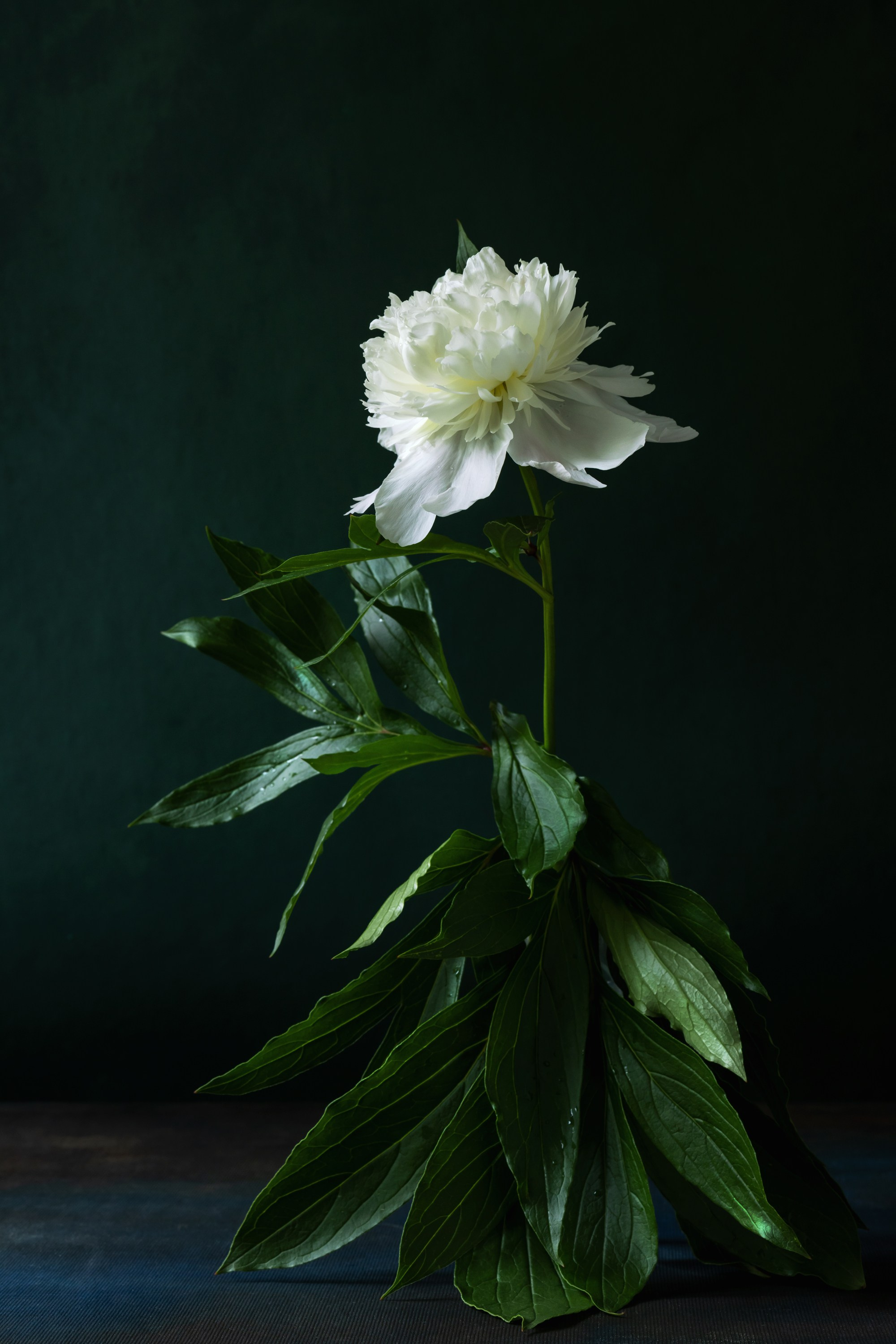 Peony Pirouette. Author’s fine art prints with international delivery
