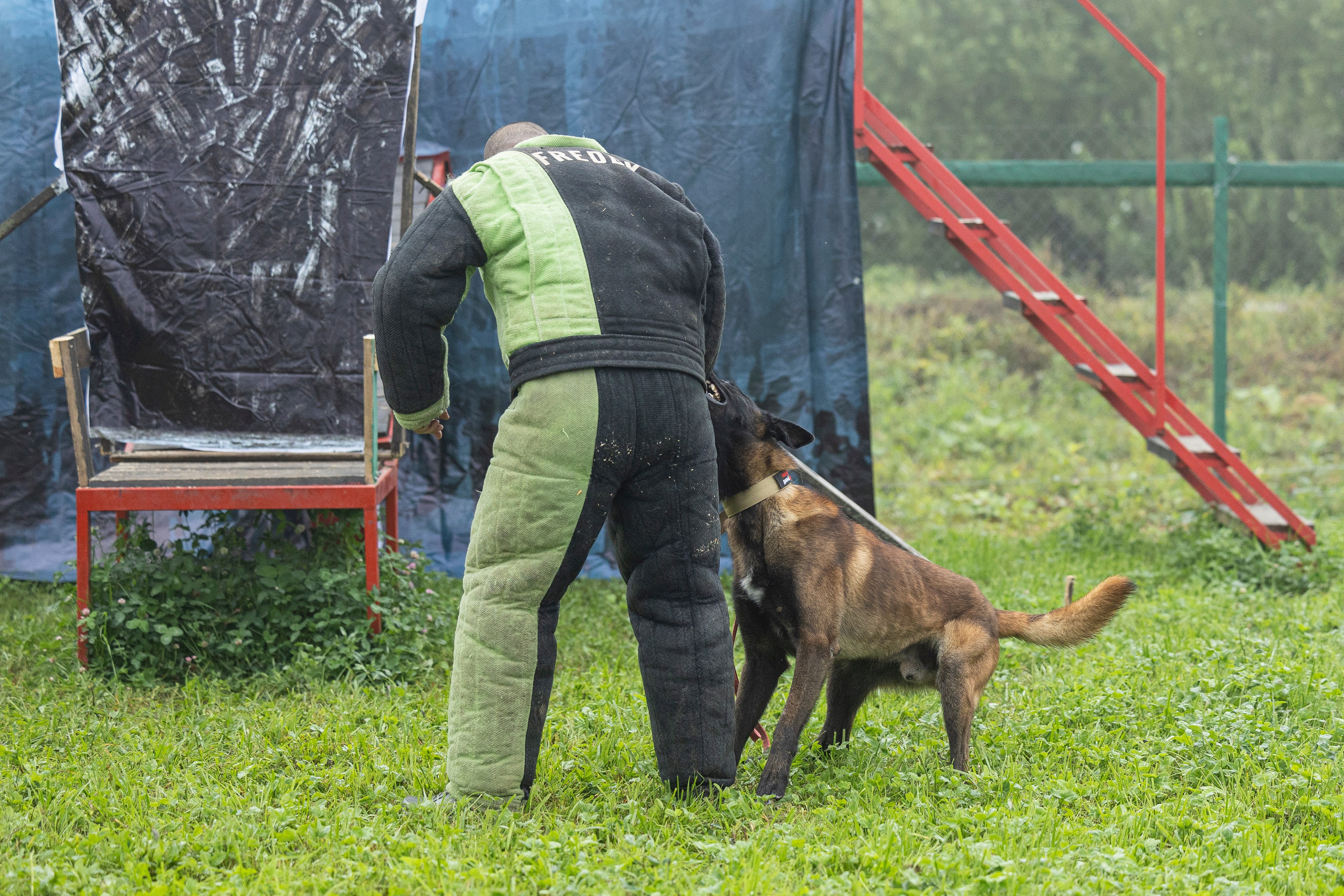Соревнования по Мондьорингу г. Вологда 10-11.08.2024. Фотограф-анималист Анна Маринич