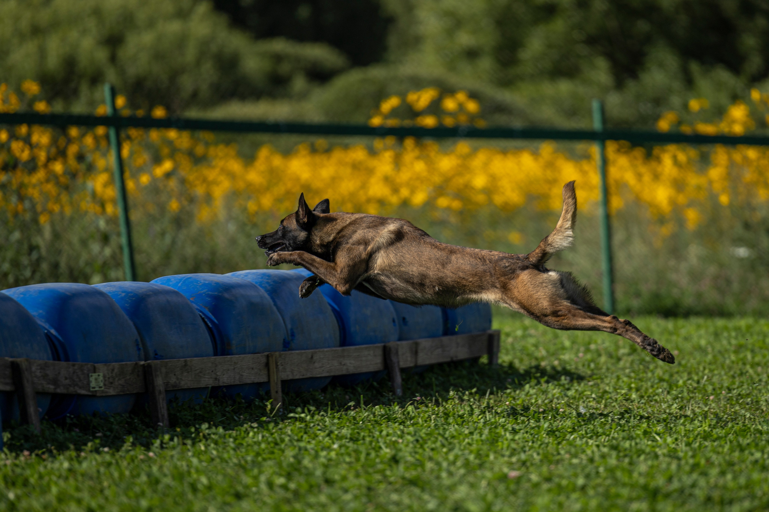 Соревнования по Мондьорингу г. Вологда 10-11.08.2024. Фотограф-анималист Анна Маринич