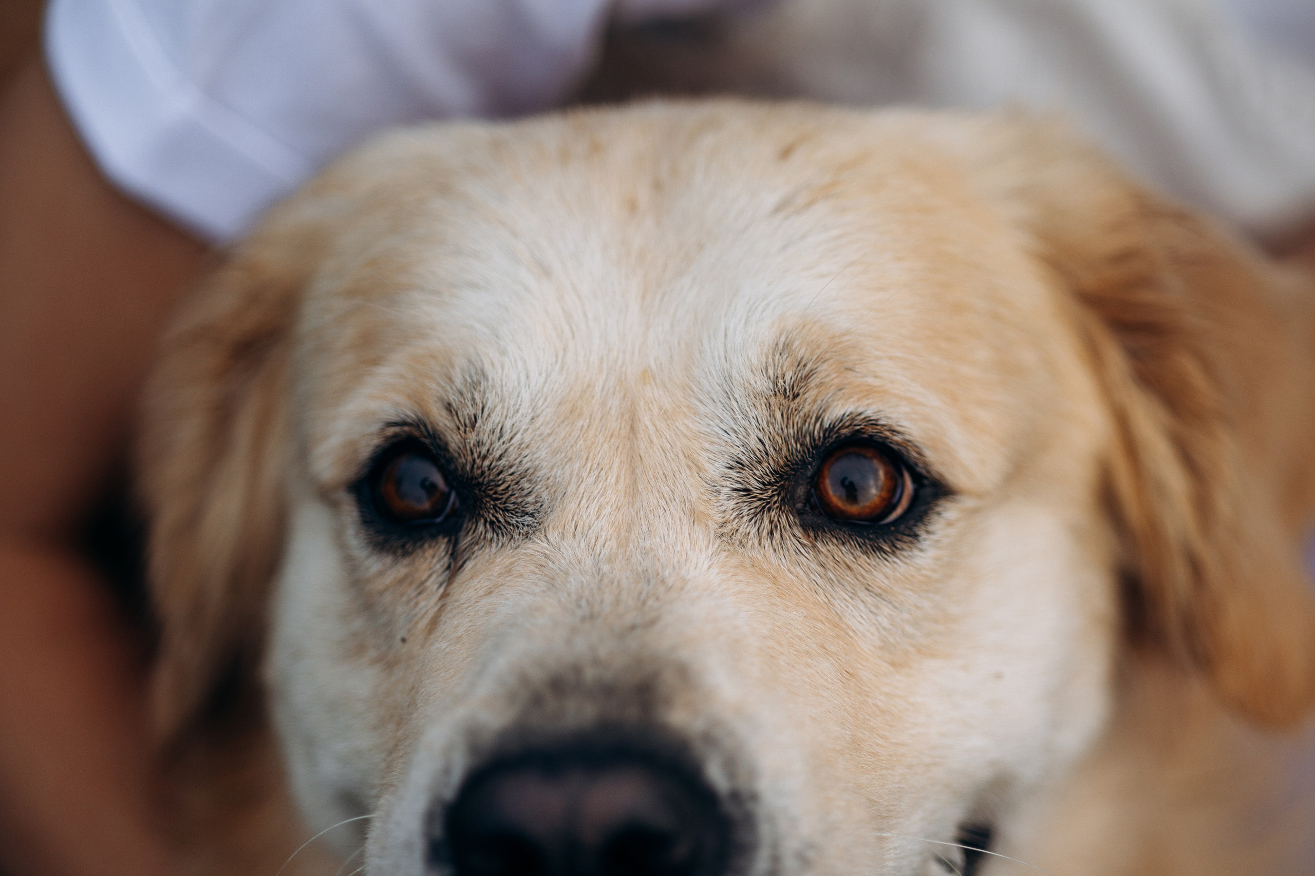 Лёва и его семья. Фотограф — Анималист | Санкт-Петербург