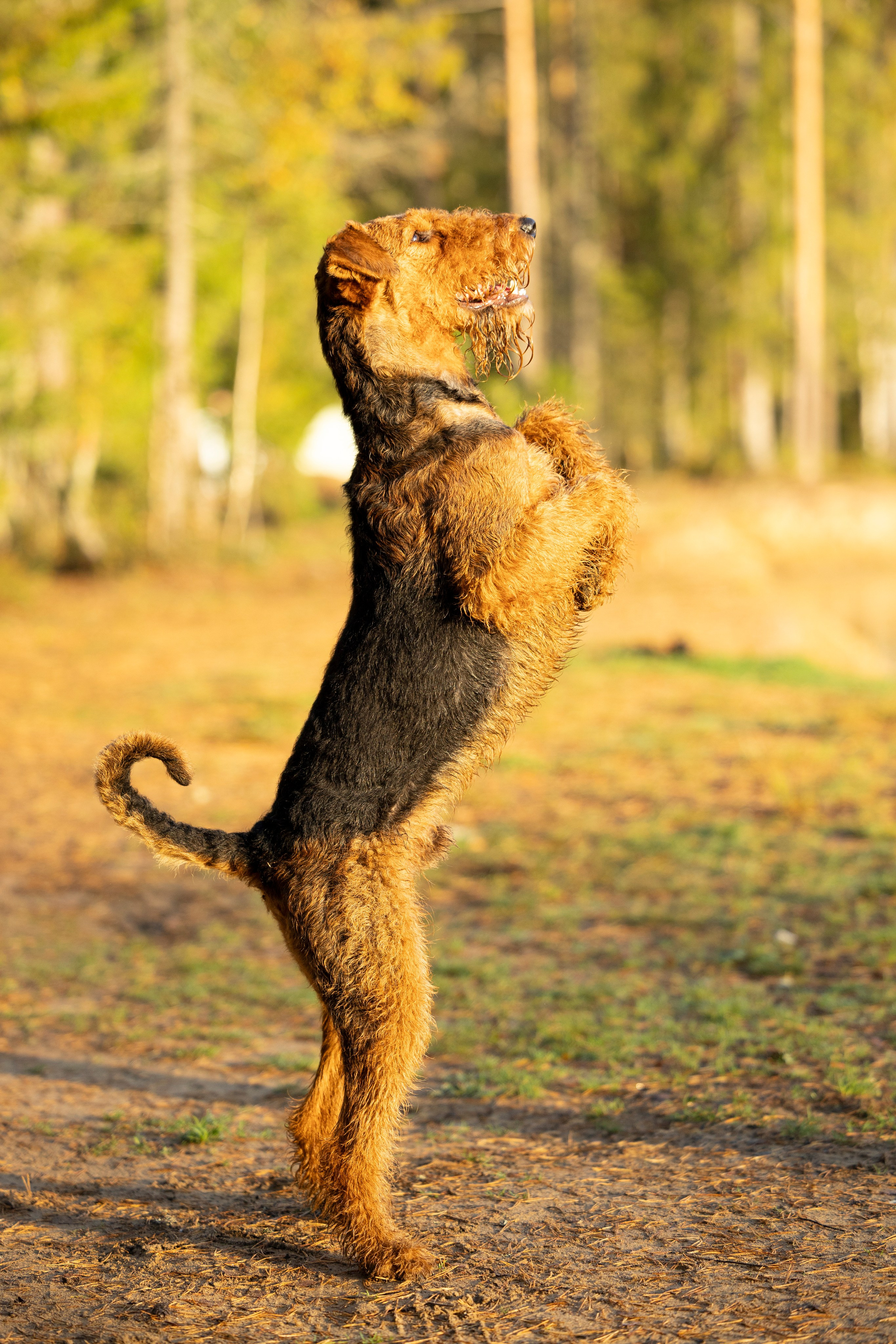 Харди. Фотограф-анималист Анна Маринич
