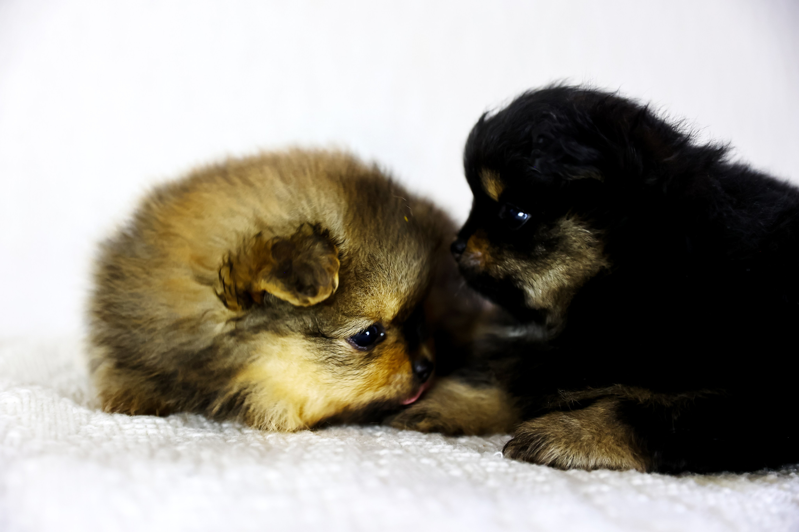 Фотосессия щенков шпицев. Фотограф — Татьяна Кириллова, г. Санкт-Петербург