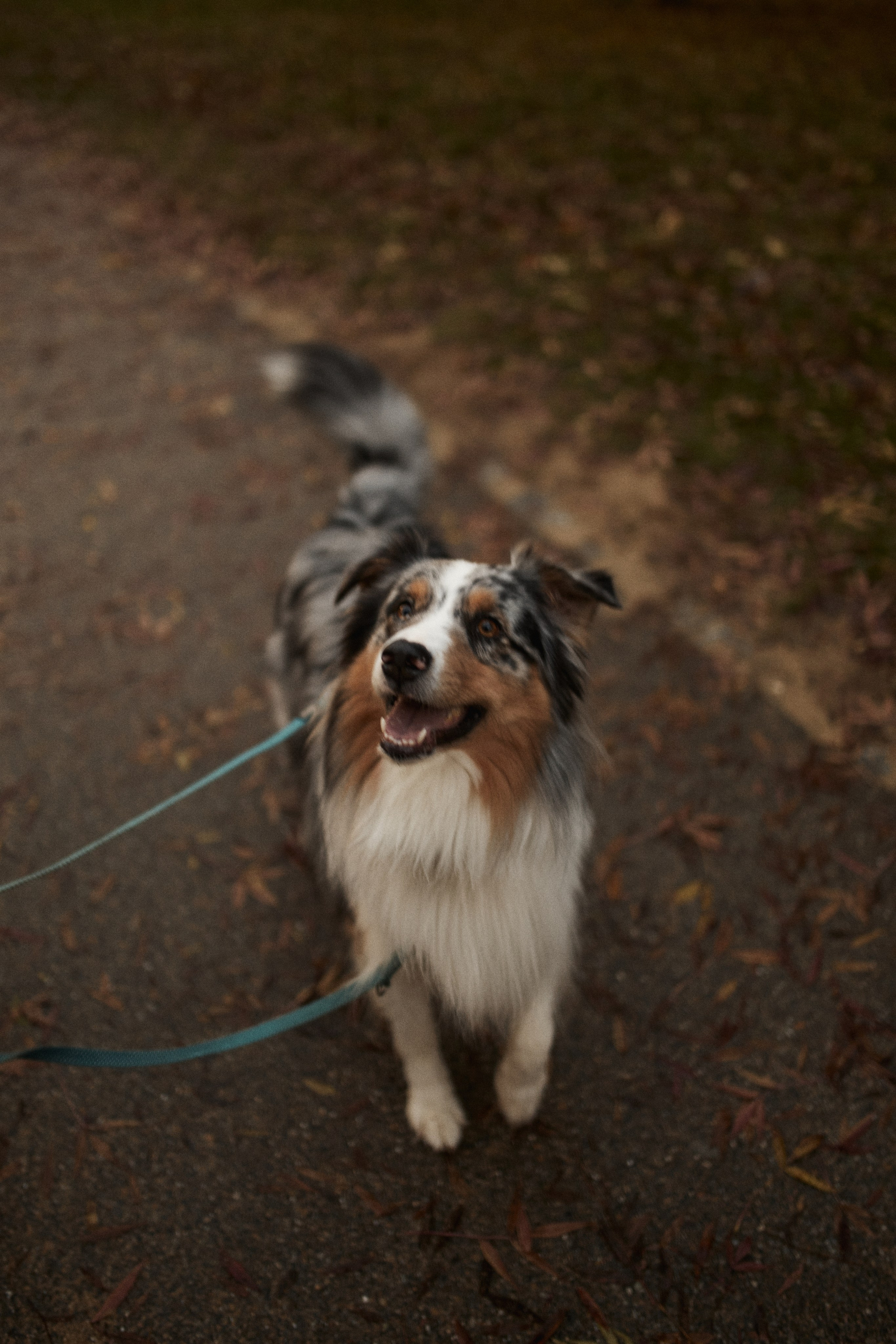 Осень в Цюрихе. Ваш душевный фотограф