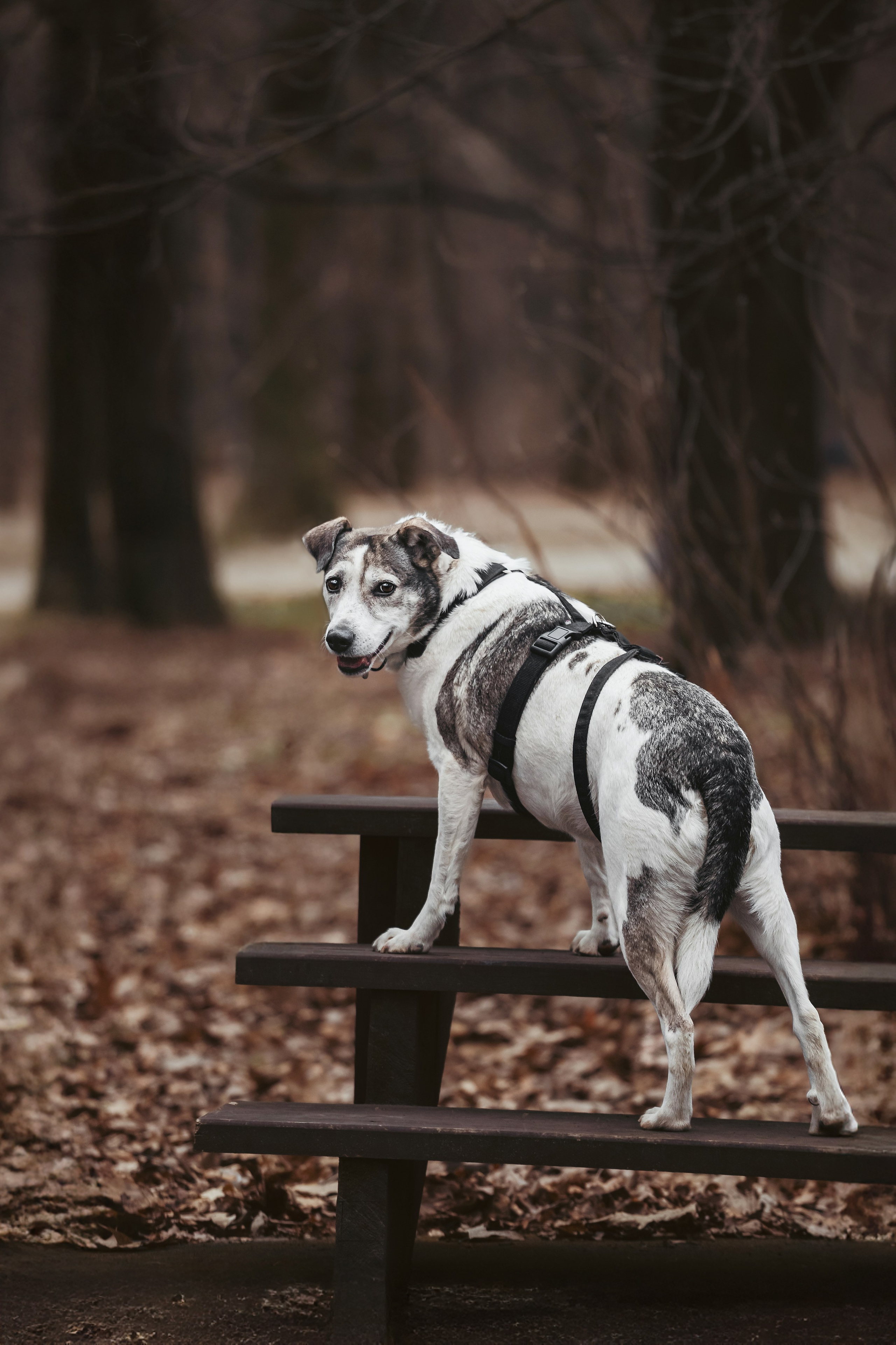 Собаки из приюта Дубовая роща весна 2025. Фотограф-анималист Татьяна Степанова