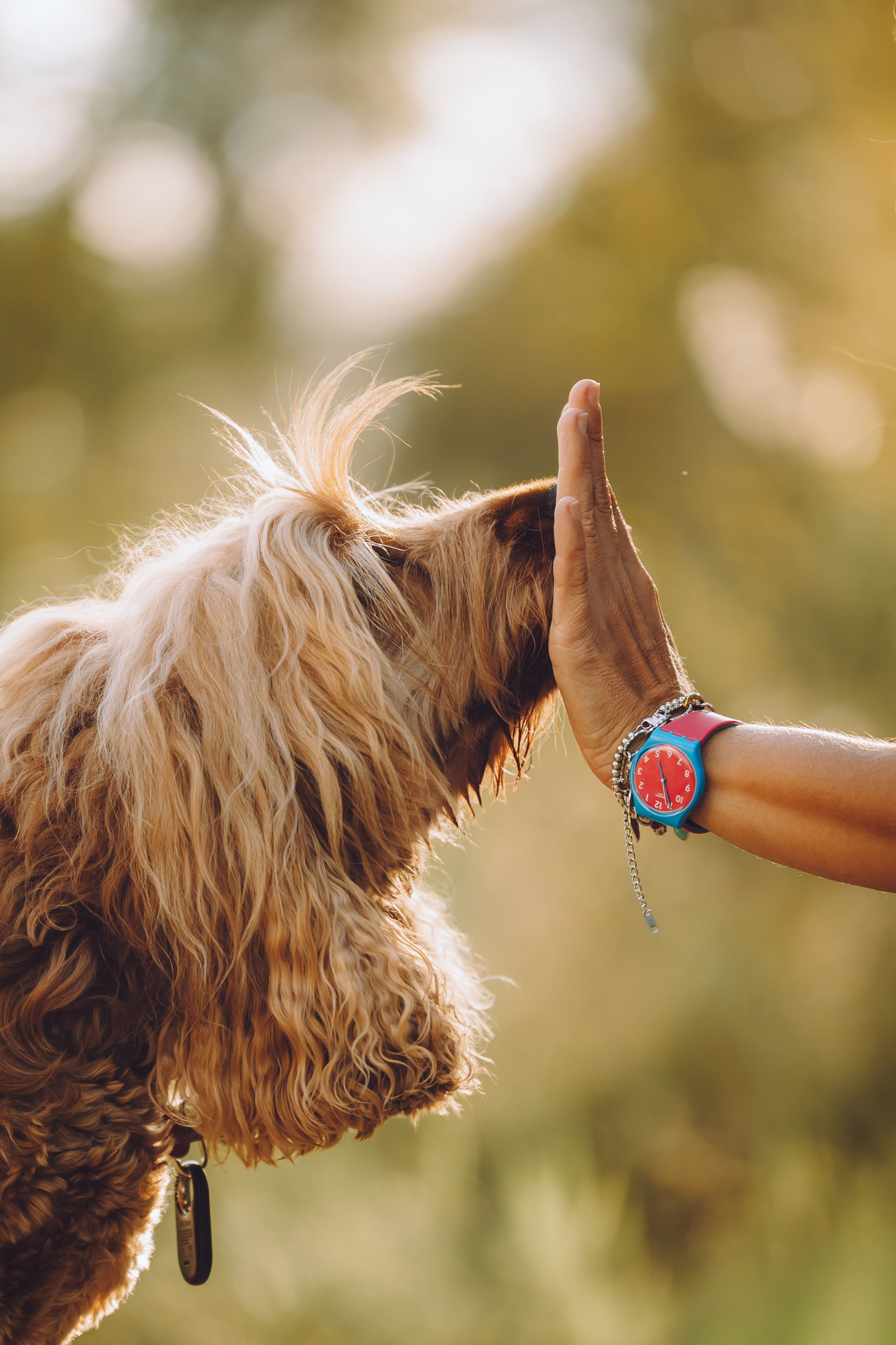Выездной дог-тренинг от школы «Шерсть имею», Тованово