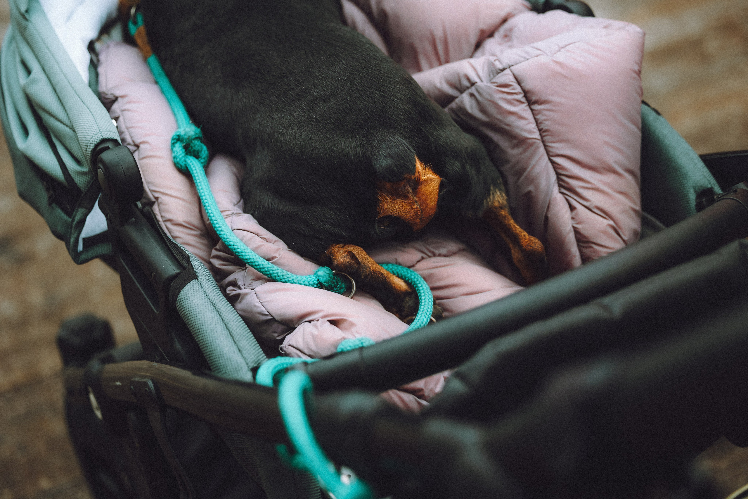 Топик и его семья