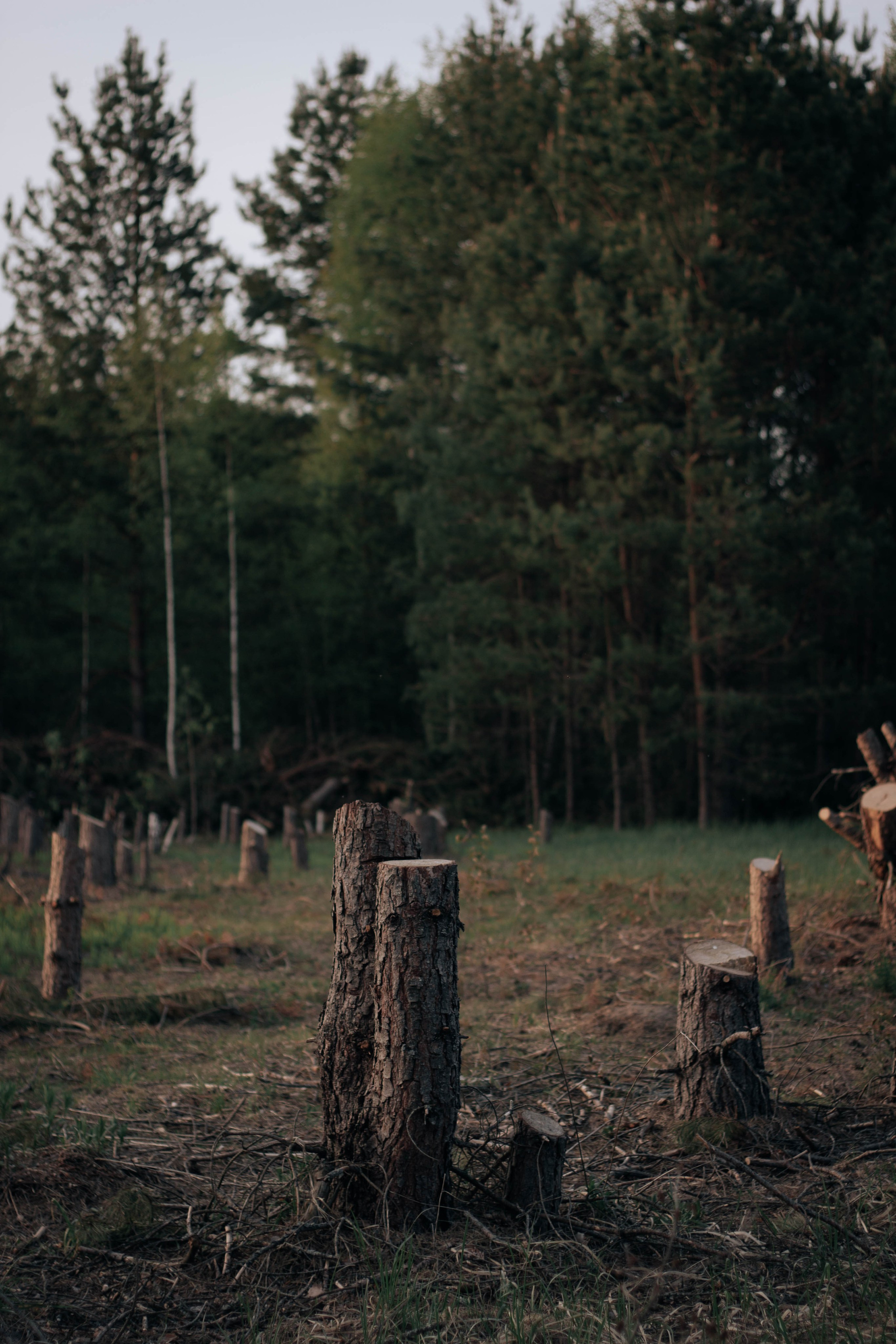 No trees. Семейный и детский фотограф в Павловском Посаде Сарапкина Наталья