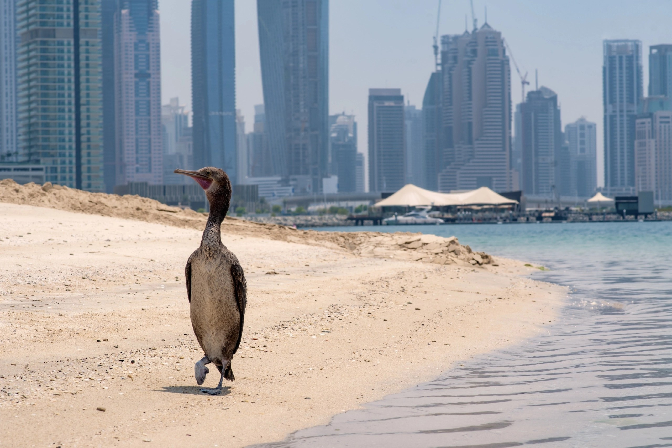 Животные. Фотограф в Москве Демьян Лопатов