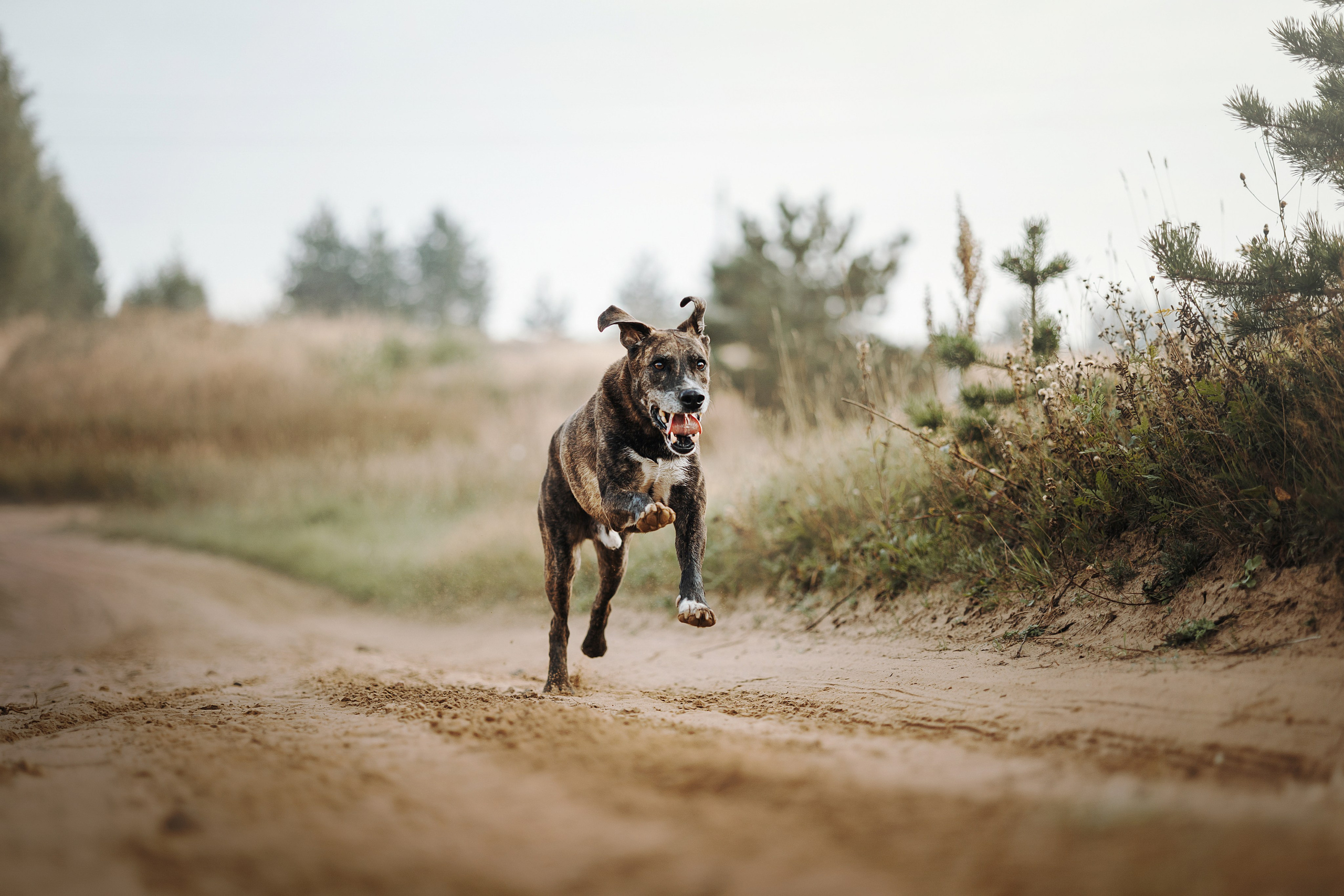 Любовь и ее хвостики. Фотограф — Анималист | Санкт-Петербург