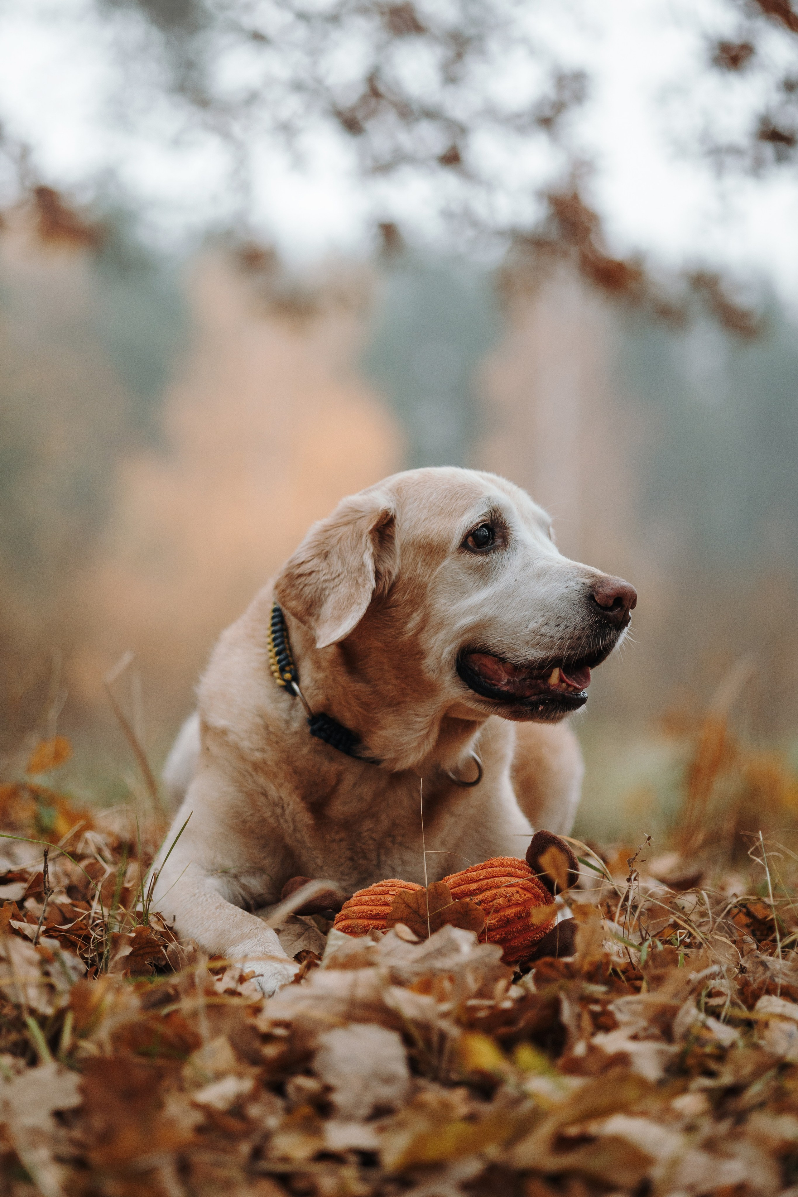 Оксана и Барон. Фотограф — Анималист | Санкт-Петербург