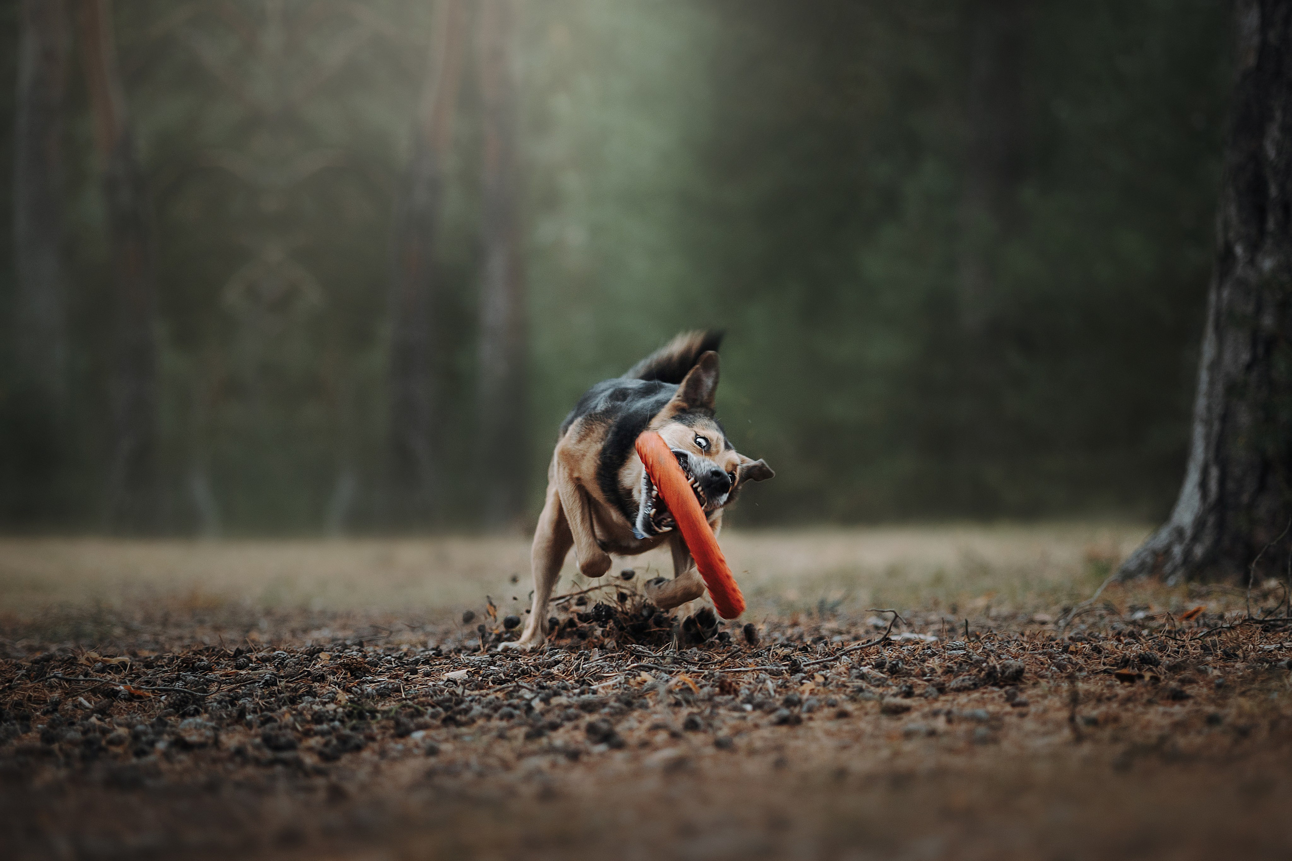 Наталья и Того. Фотограф — Анималист | Санкт-Петербург