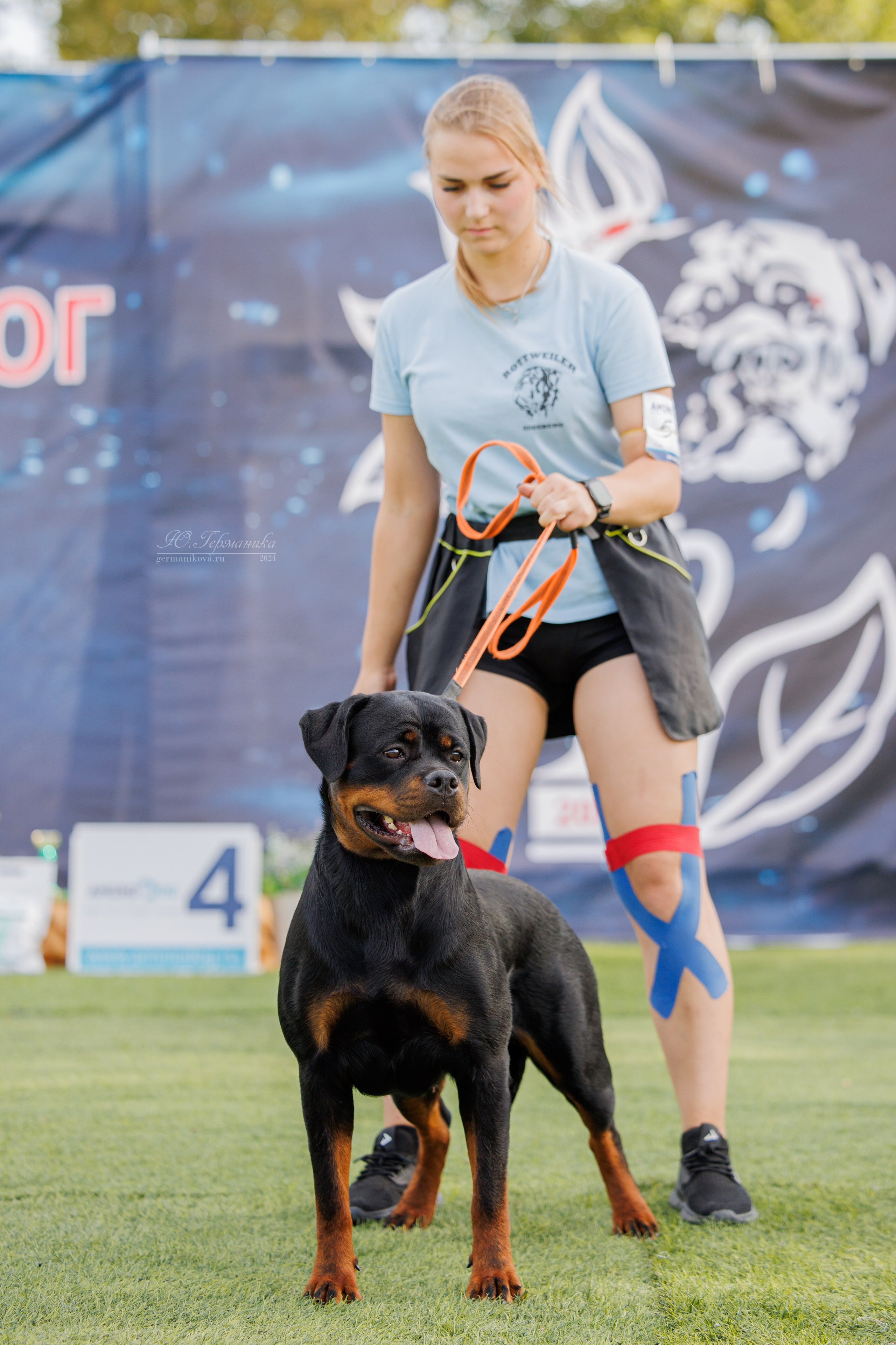Анапа ротвейлеры 14-15.09.2024. Фотограф-анималист Юлия Германика