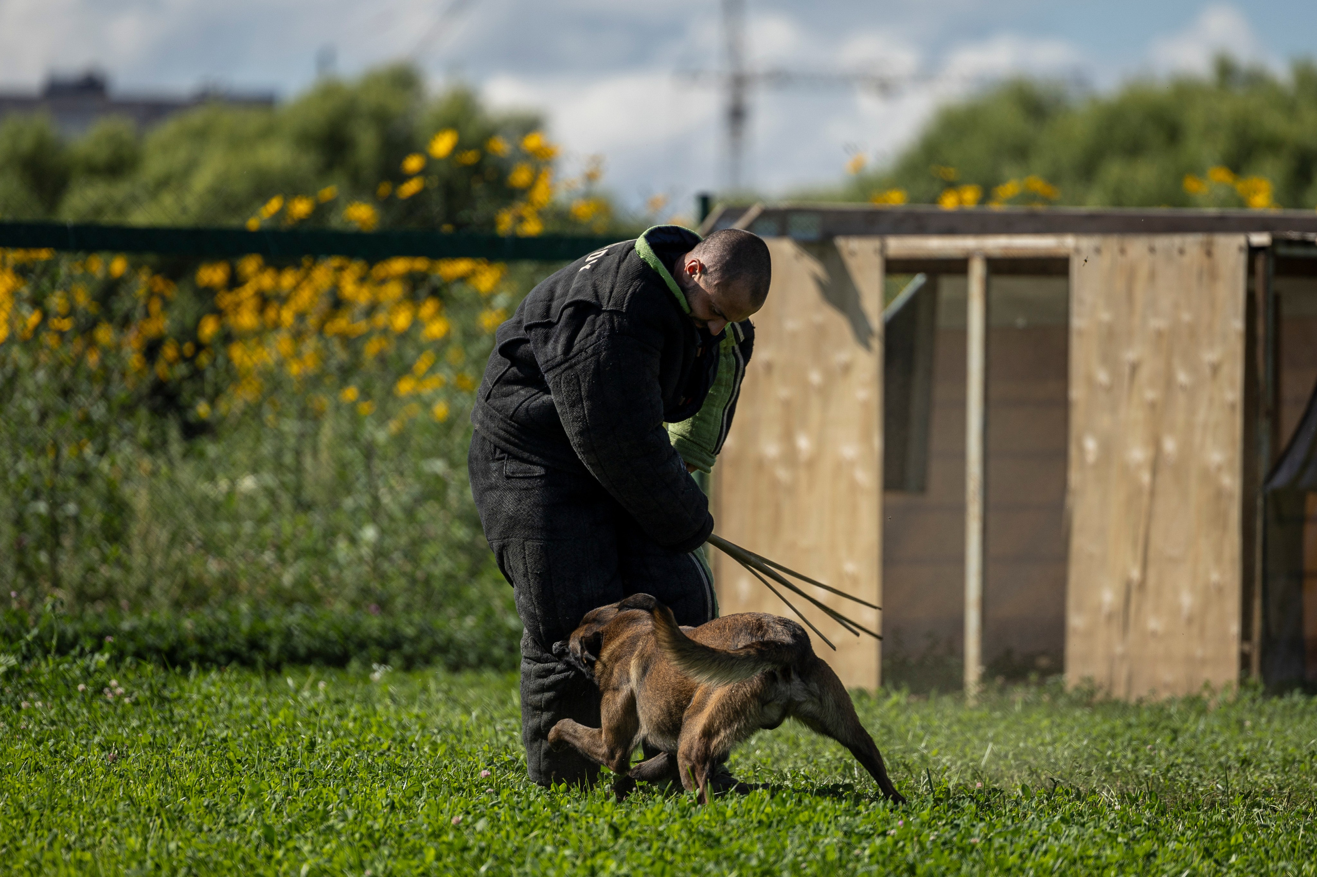 Соревнования по Мондьорингу г. Вологда 10-11.08.2024. Фотограф-анималист Анна Маринич