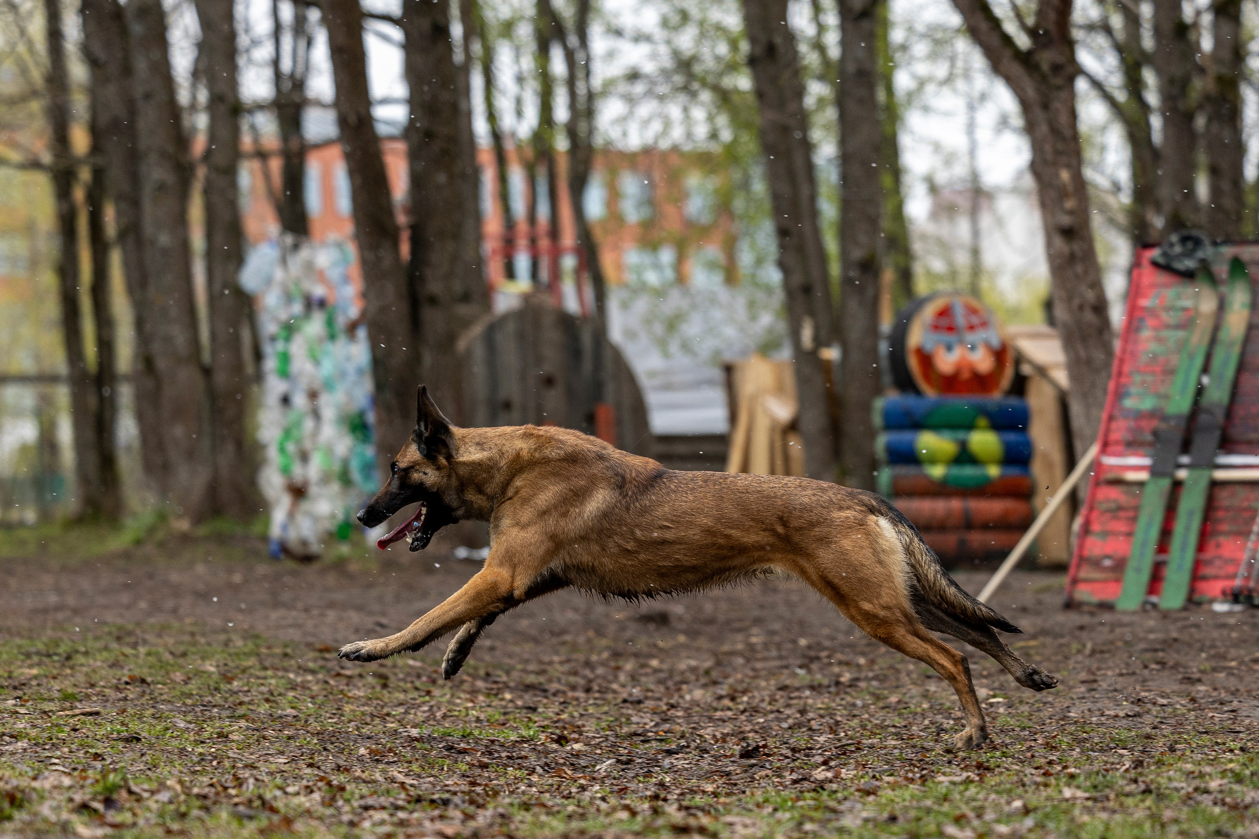 Квалификационные состязания по мондьорингу г. Вологда 11.05.24. Фотограф-анималист Анна Маринич