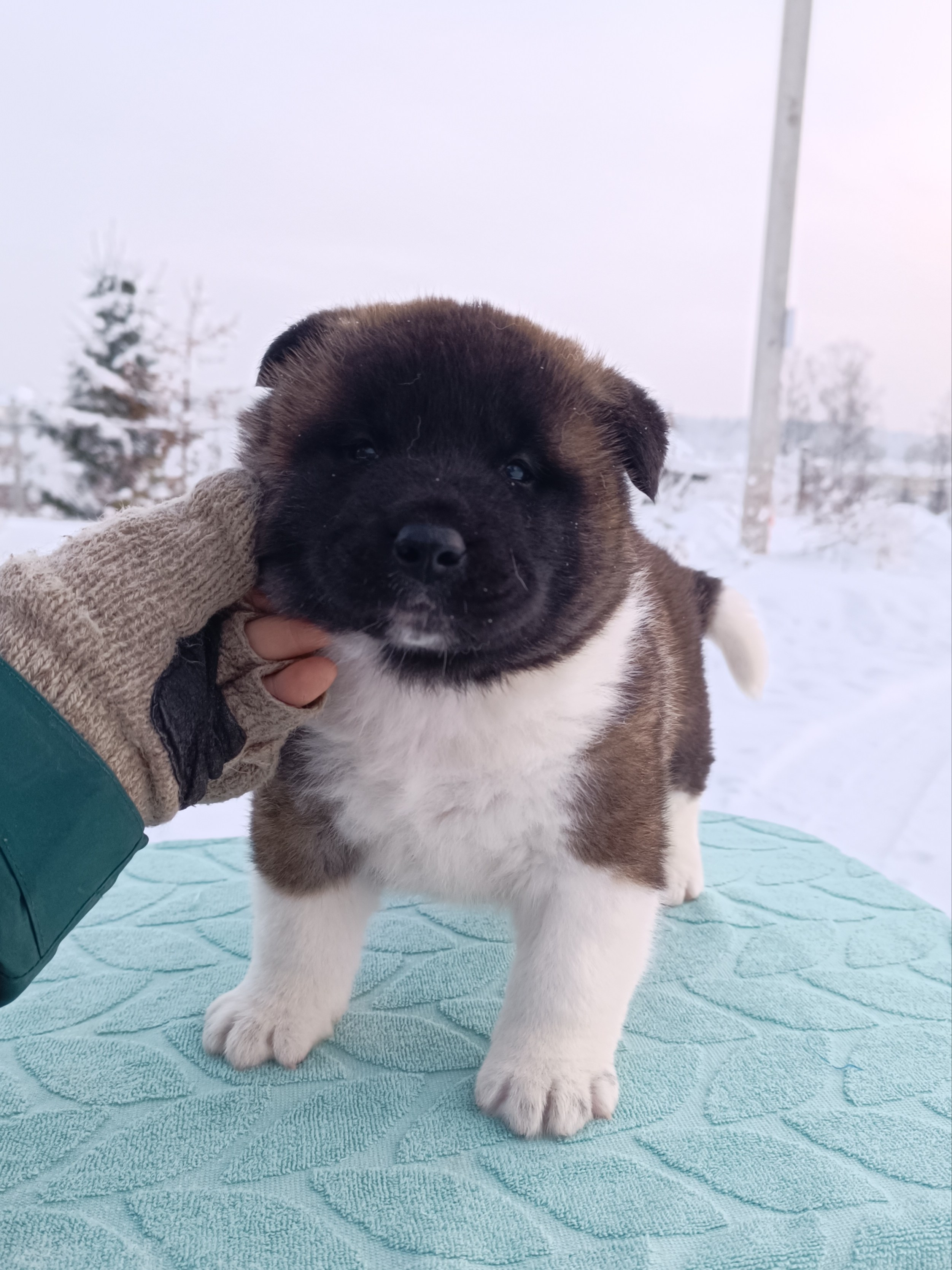 Американская акита  щенки питомник Санкт-Петербург клубные щенки Американская акита питомник RUBYLIGHT Рубилайт купить щенка американской акиты