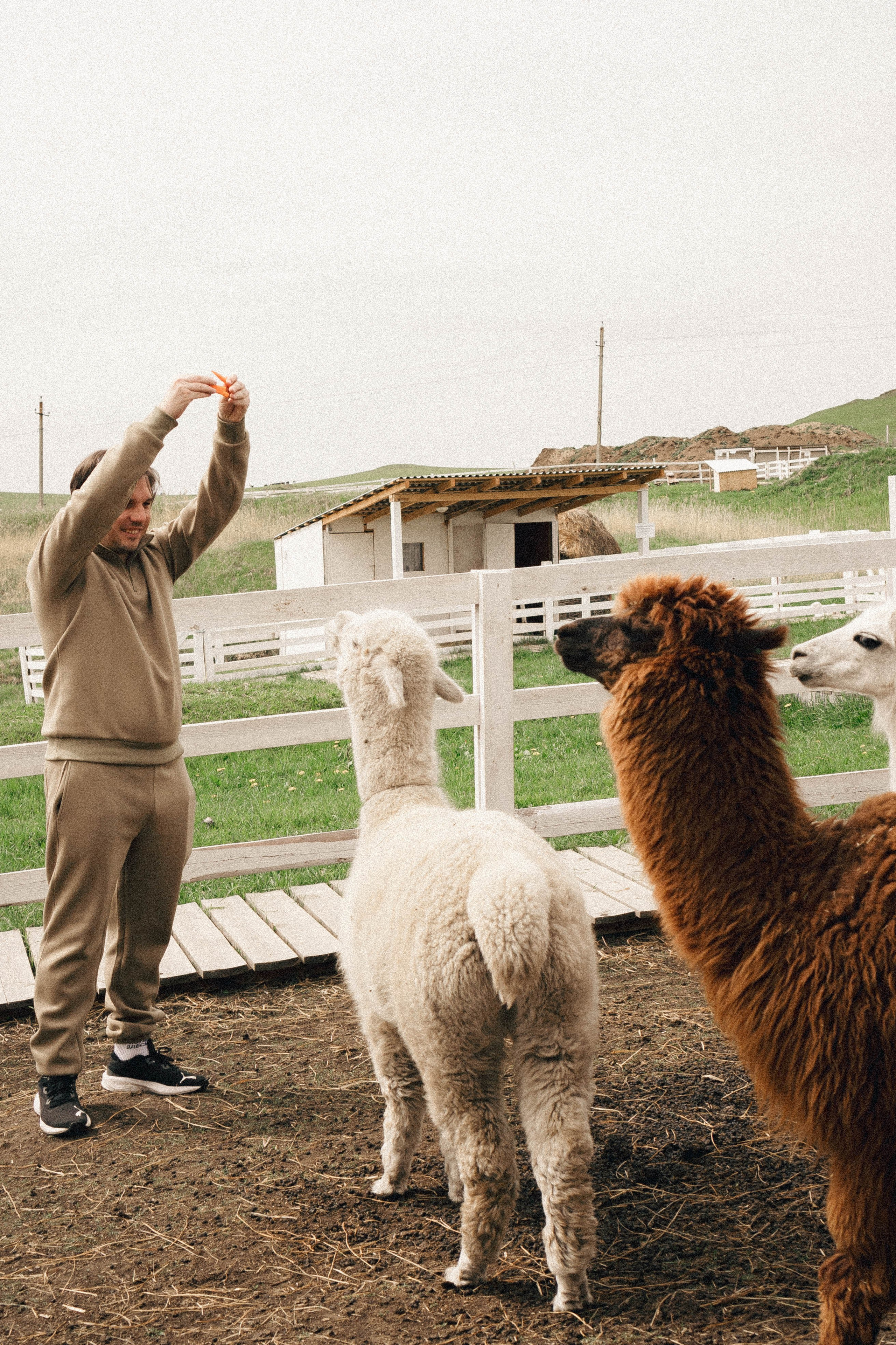Ферма Альпак. Профессиональный фотограф, Санкт-Петербург — Виктория Богомолова