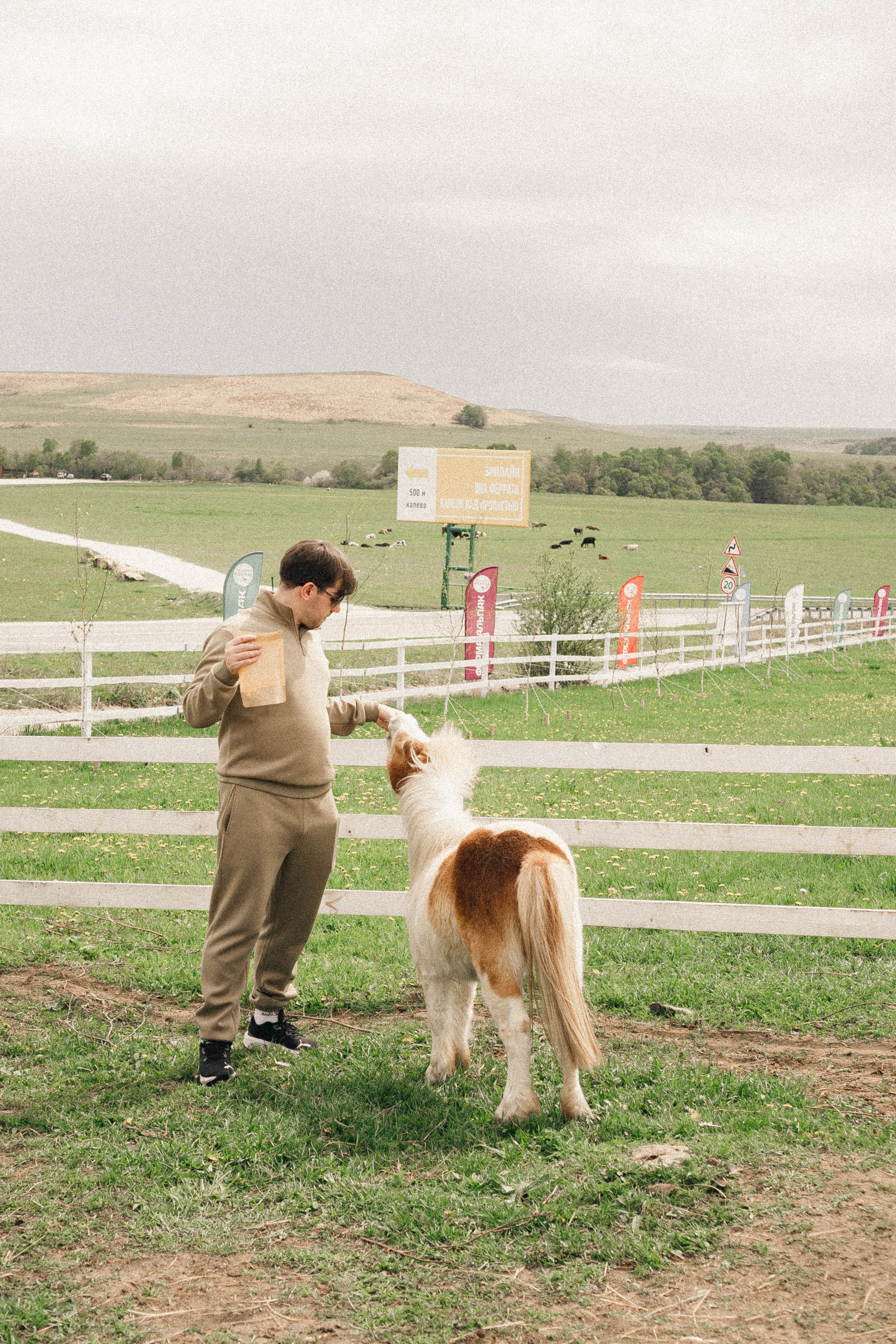 Ферма Альпак. Профессиональный фотограф, Санкт-Петербург — Виктория Богомолова