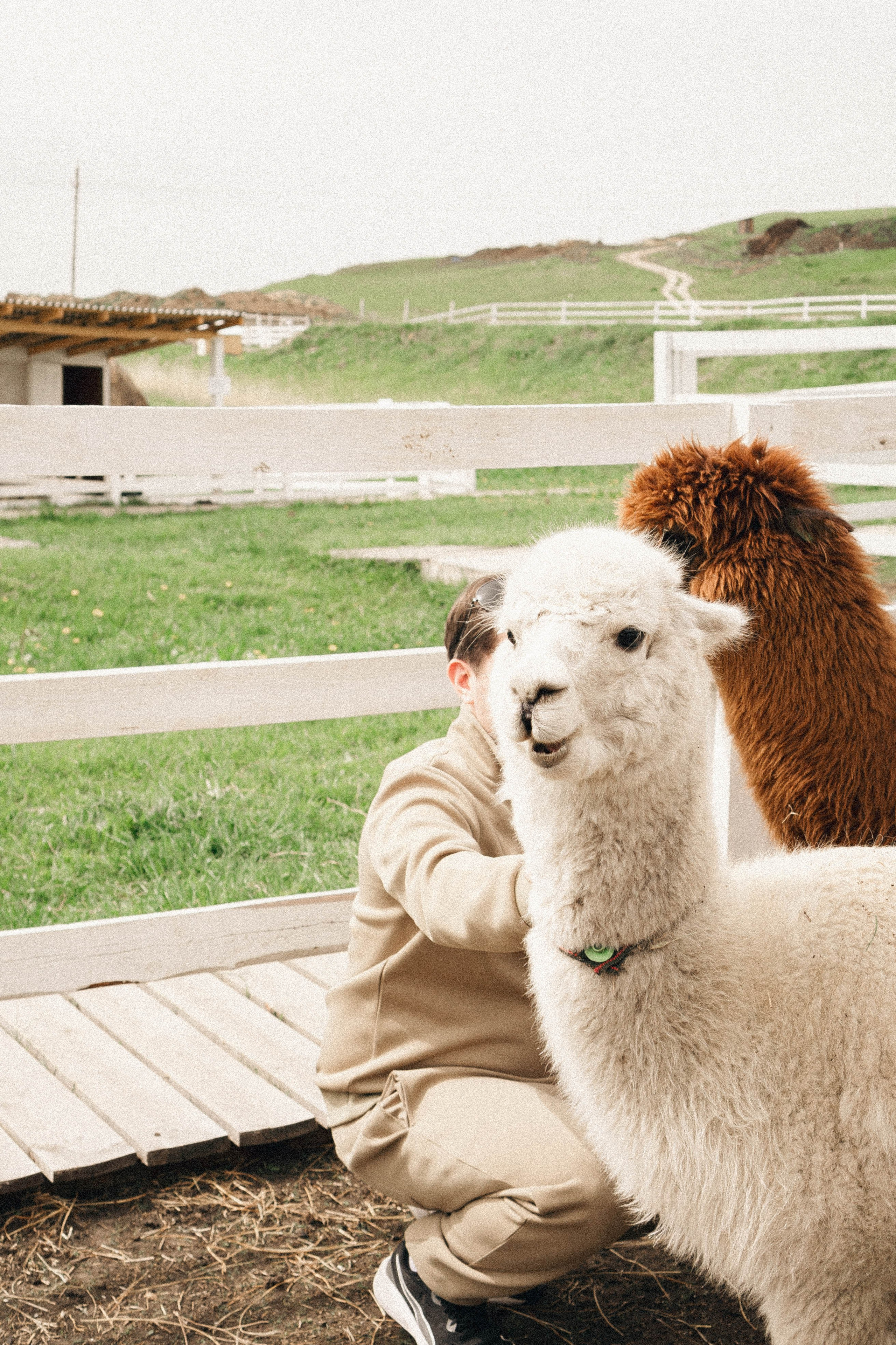 Ферма Альпак. Профессиональный фотограф, Санкт-Петербург — Виктория Богомолова