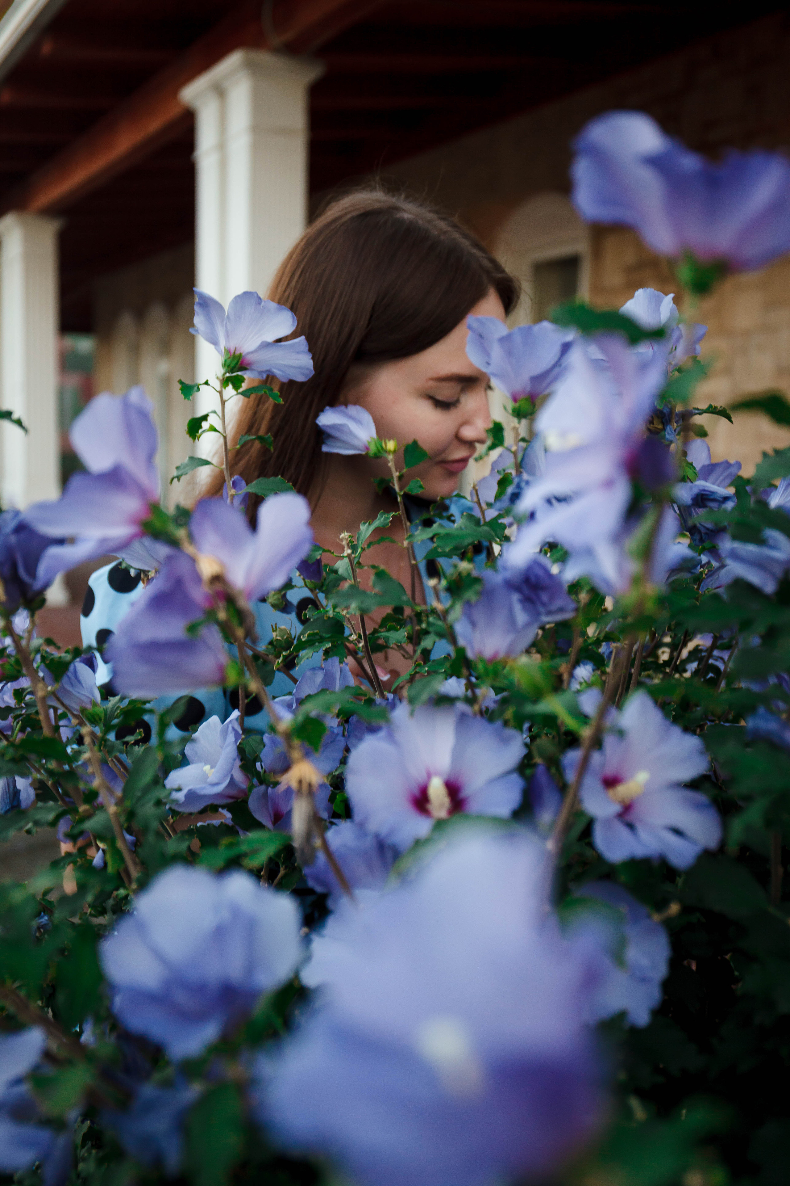 куст фиолетовых гибискусов и девушка на задней плане