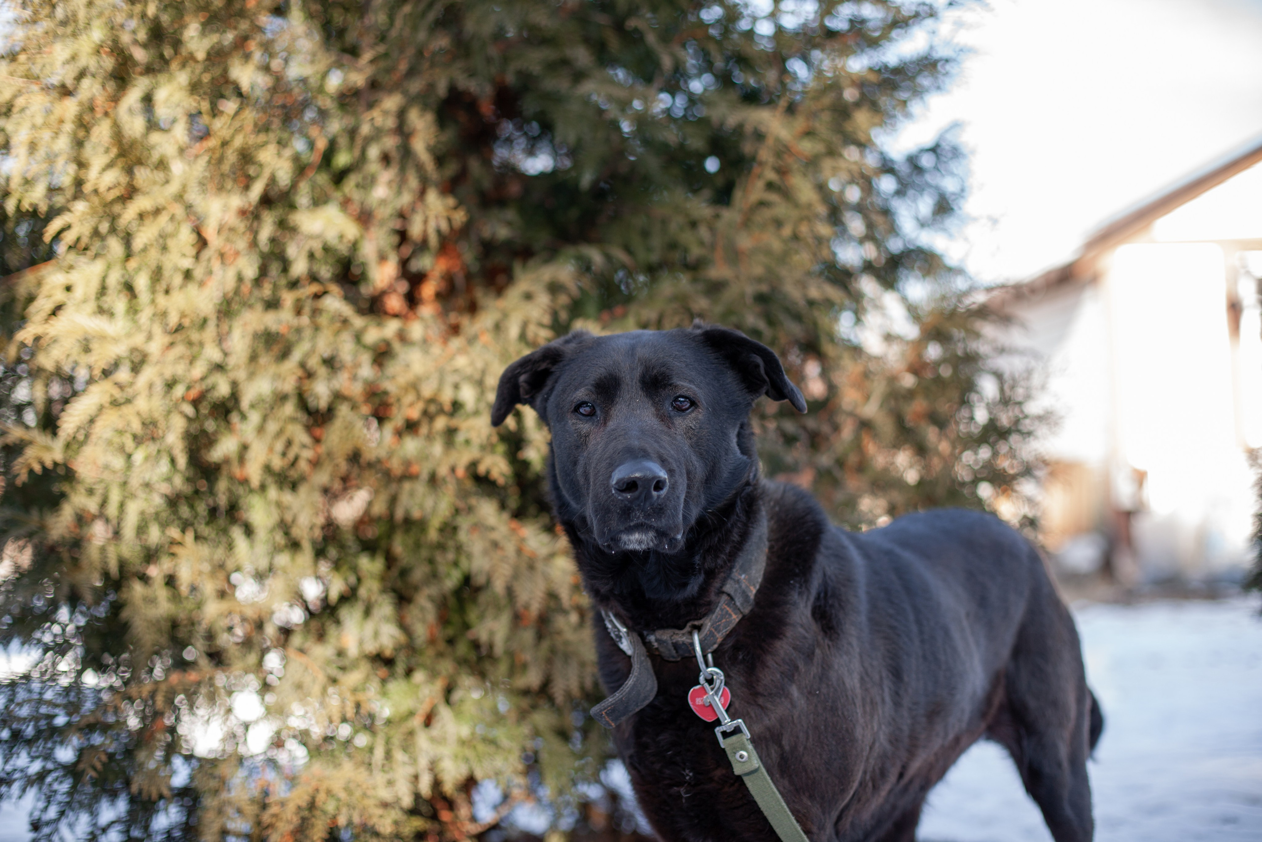 Фотосессии животных. Детский фотограф, фотограф-анималист