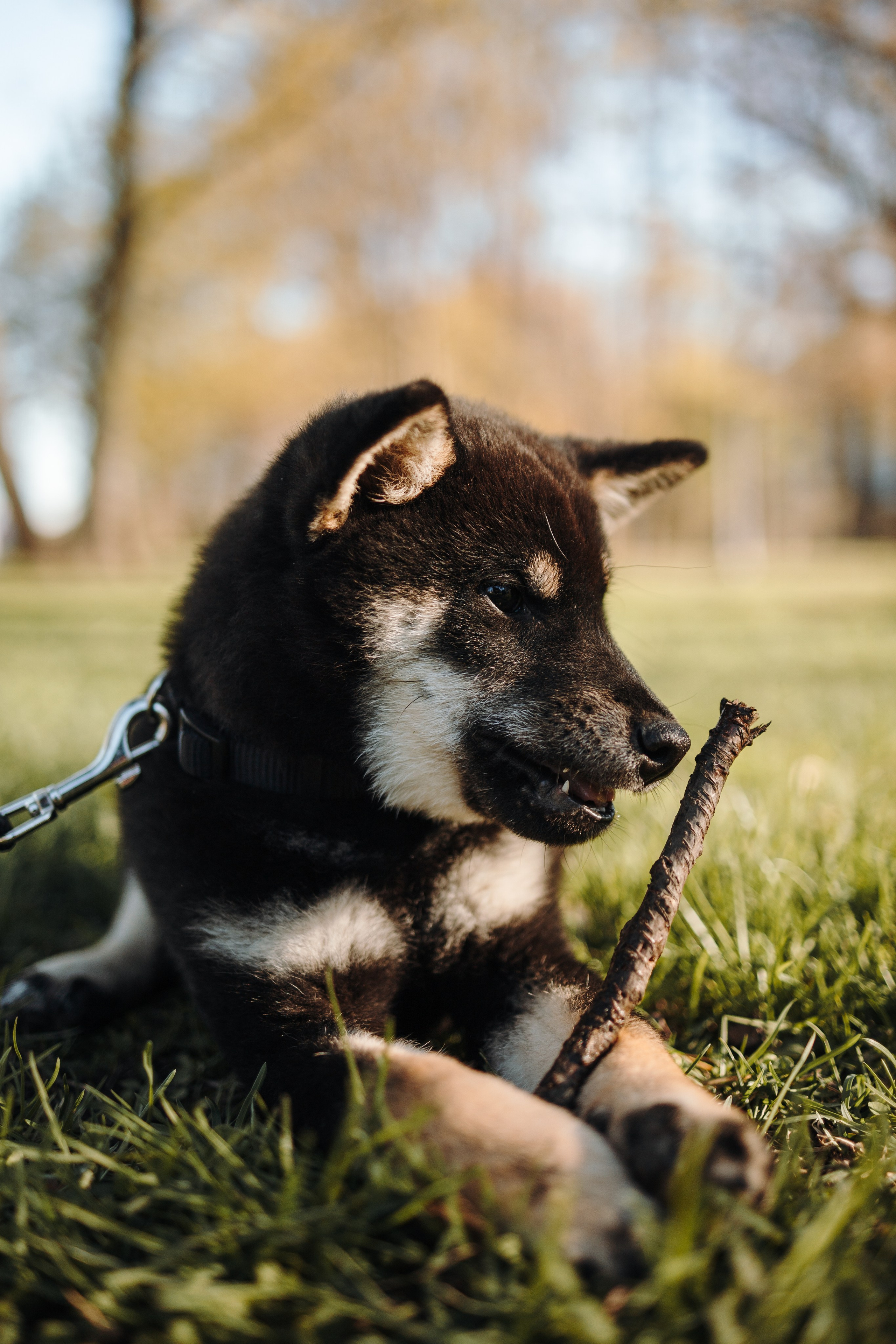 Даша и ее девочки. Фотограф — Анималист | Санкт-Петербург