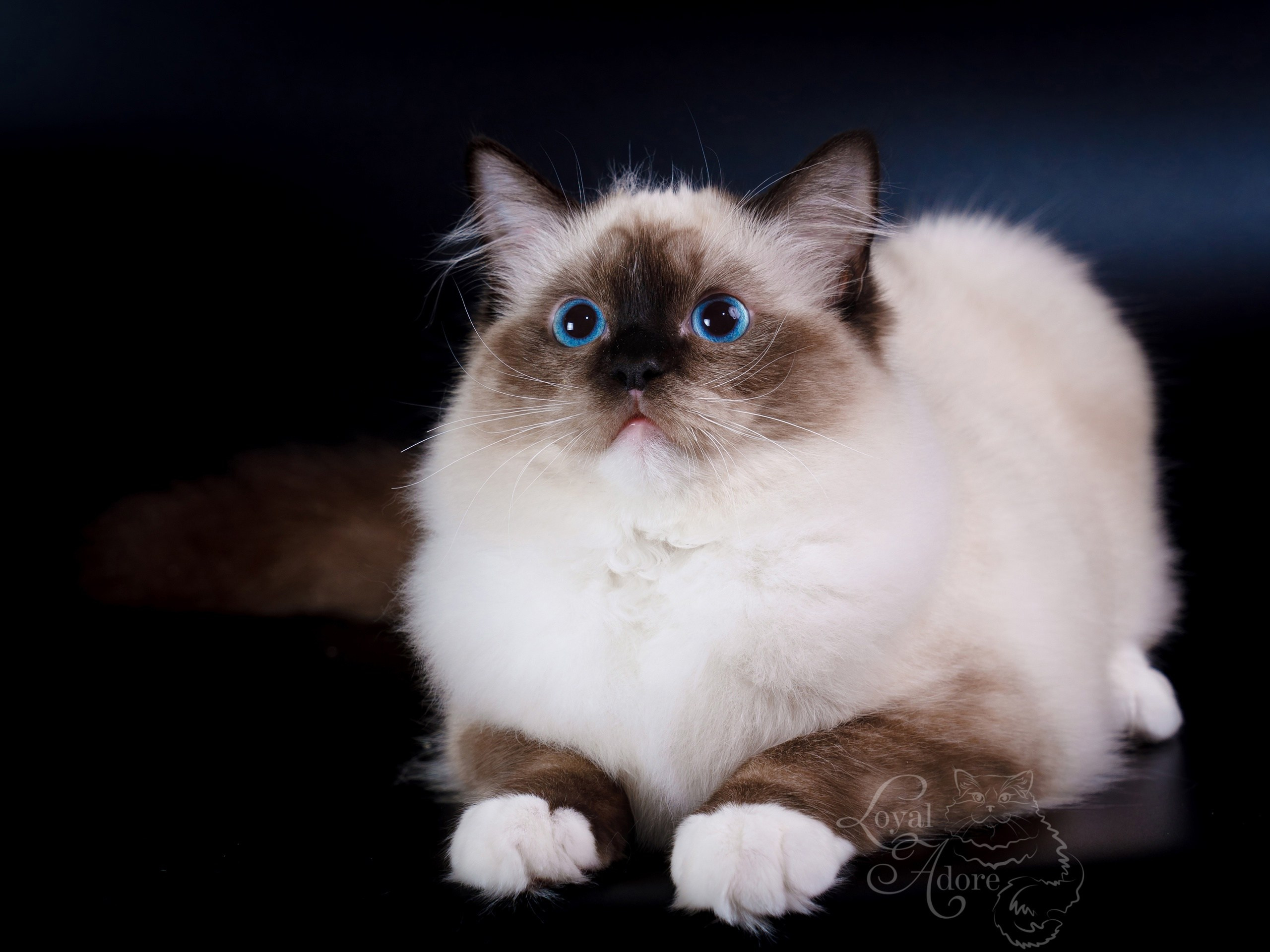 Документы производителей Loyal Adore. Питомник рэгдолл Loyal Adore