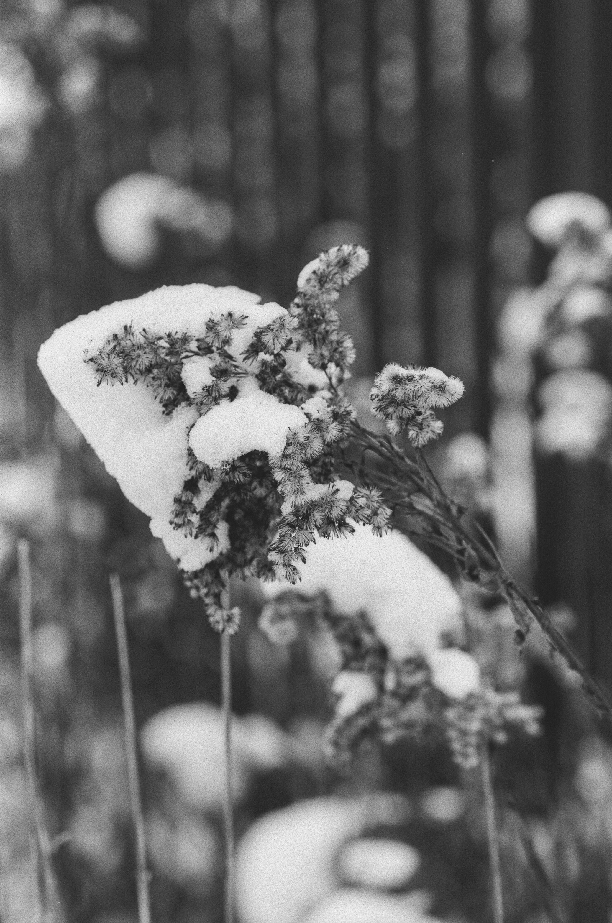 Contax N1 / Carl Zeiss Makro Sonnar 100 mm f/2.8 / Давыдовское