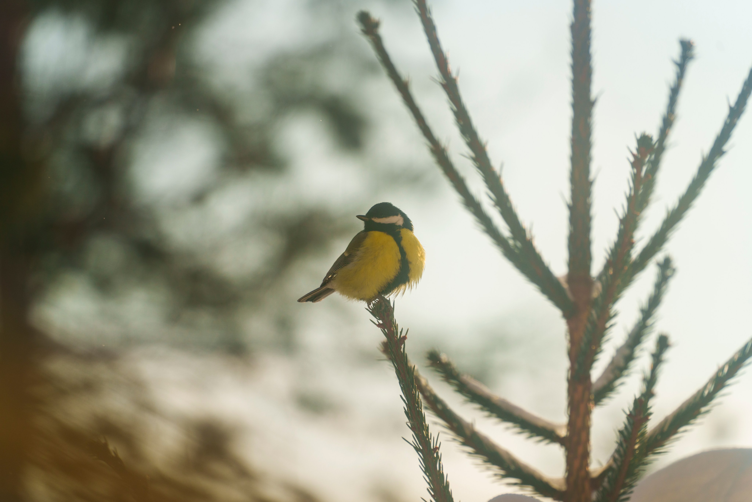 Animals — Животные