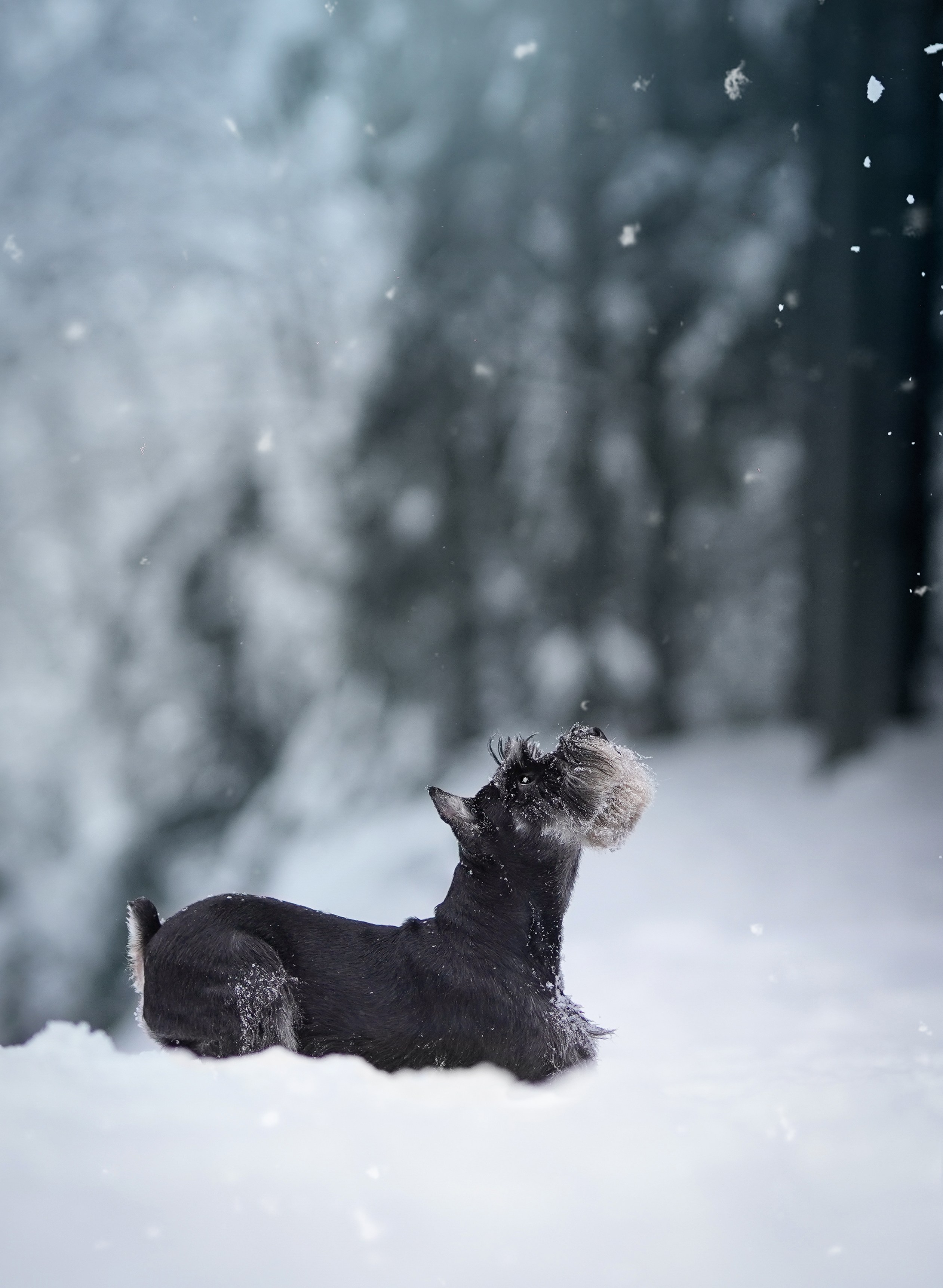 Оля Миша и шнауцеры. Фотограф-анималист в Санкт-Петербурге Яна Мартынова