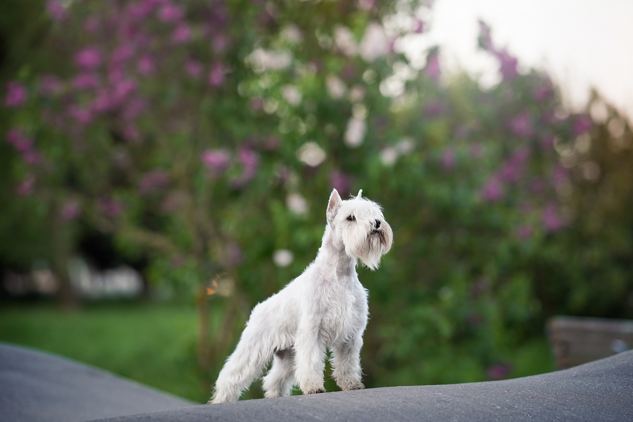 Оля и Доминик. Фотограф-анималист в Санкт-Петербурге Яна Мартынова