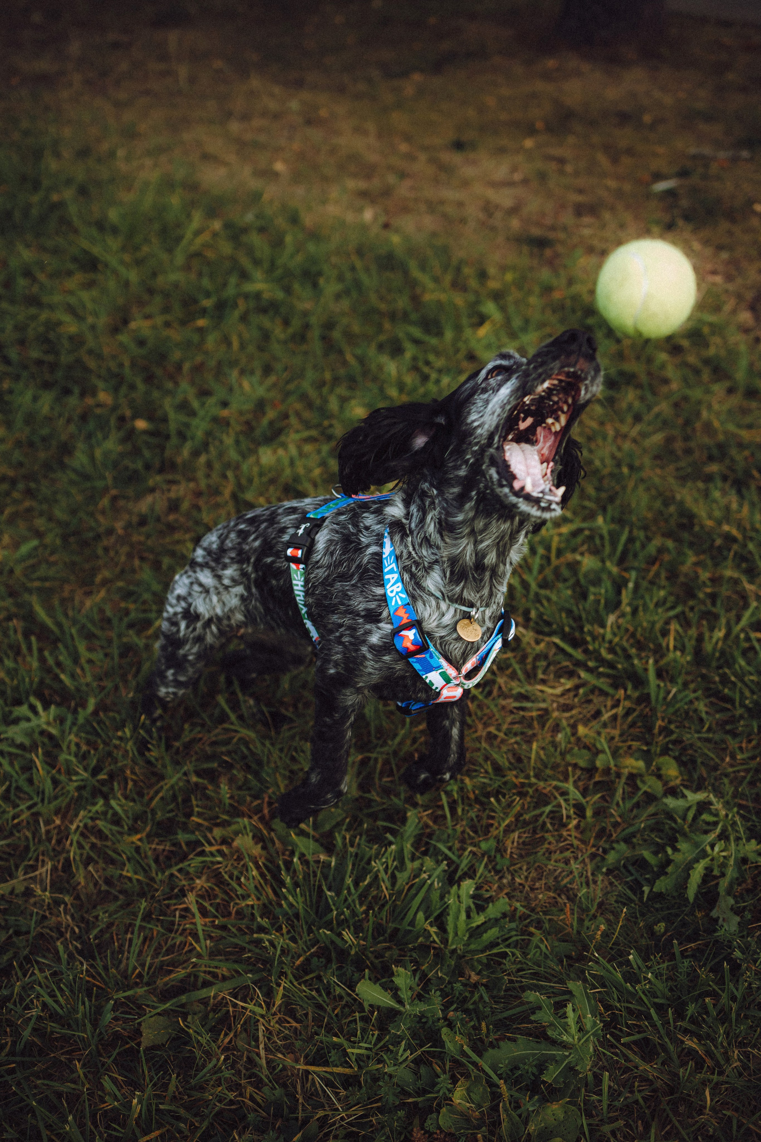 Маша и Ларри