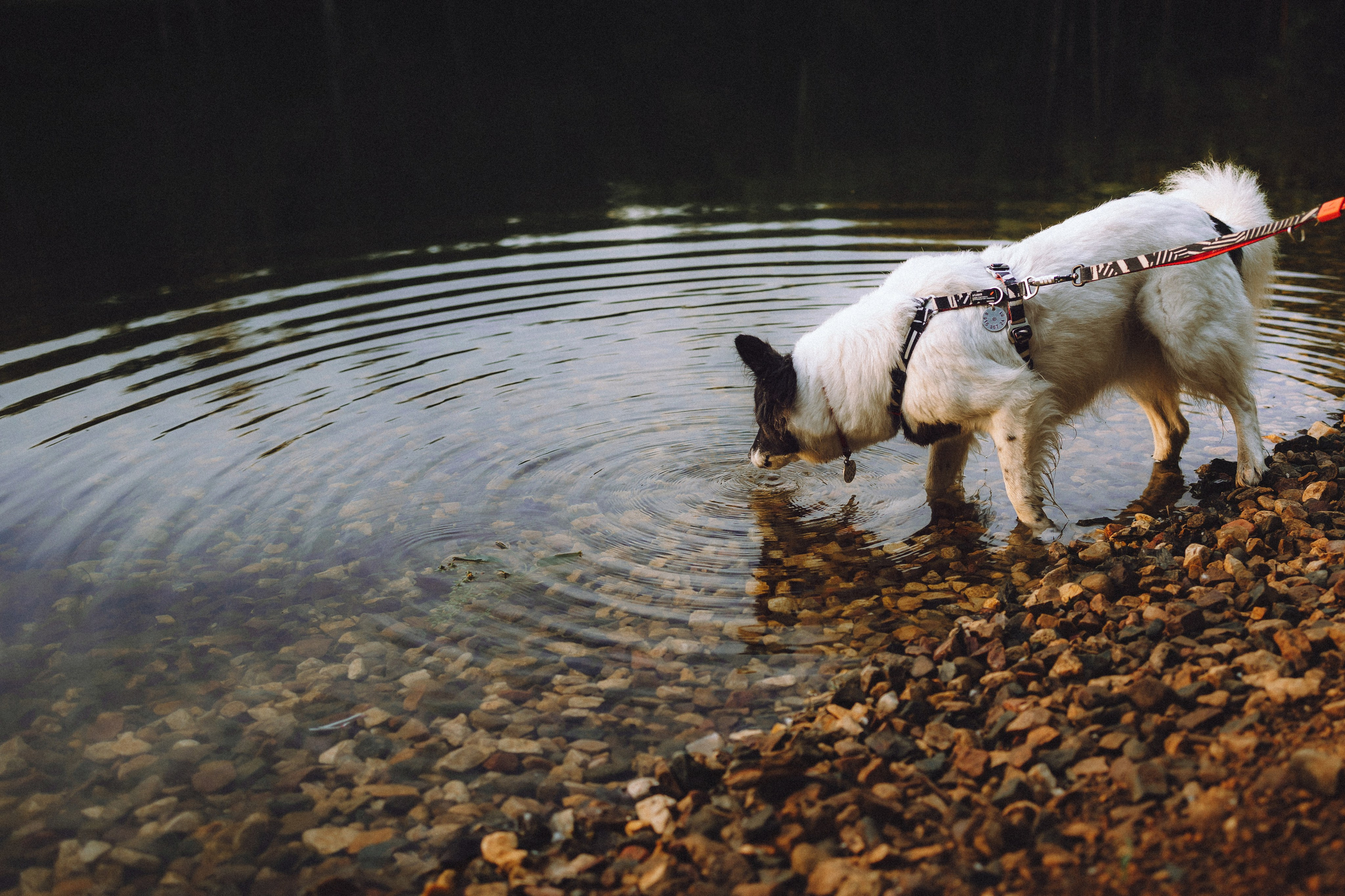 Фифа, Кнопка, Бублик и их семья