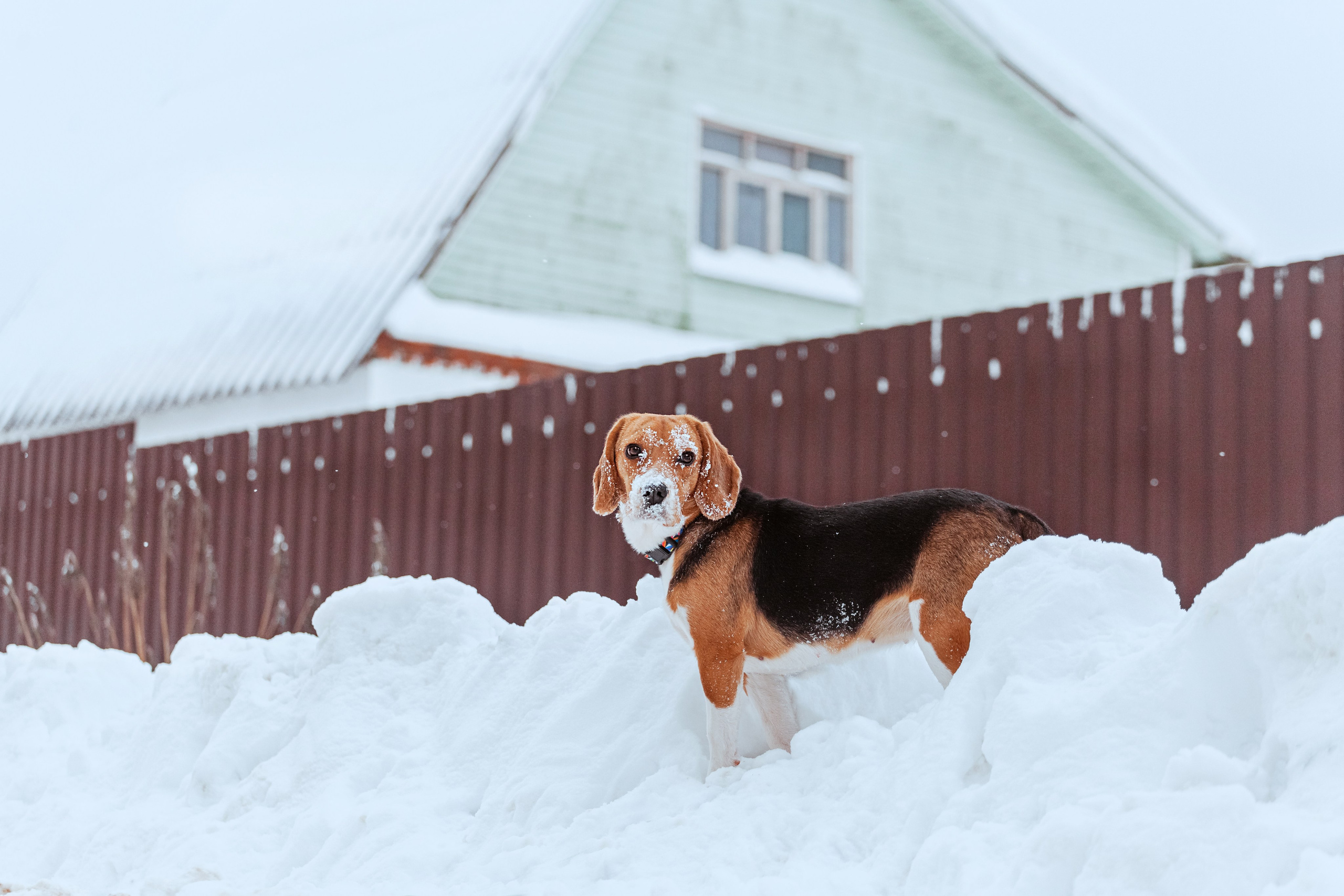 Дом для Биглей 2023. Фотограф-анималист Татьяна Степанова
