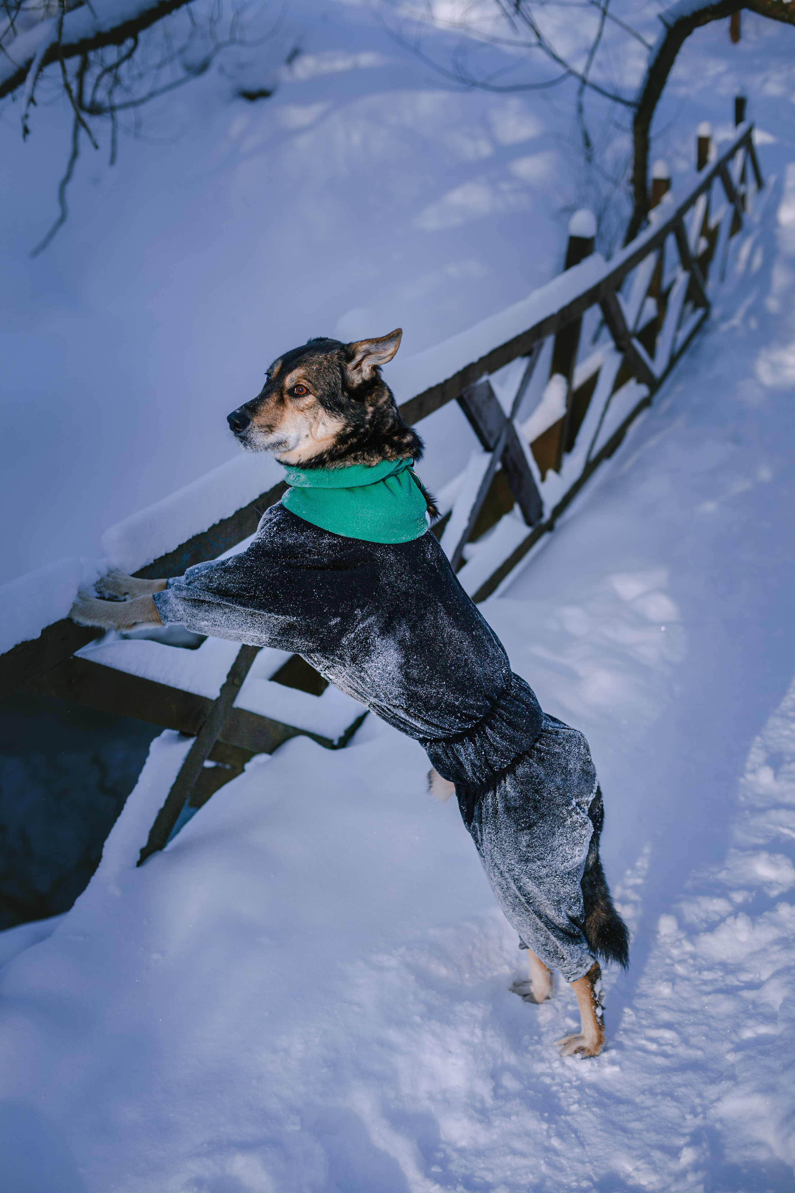 Зимняя экспресс съемка Дюка. Фотограф-анималист Татьяна Степанова