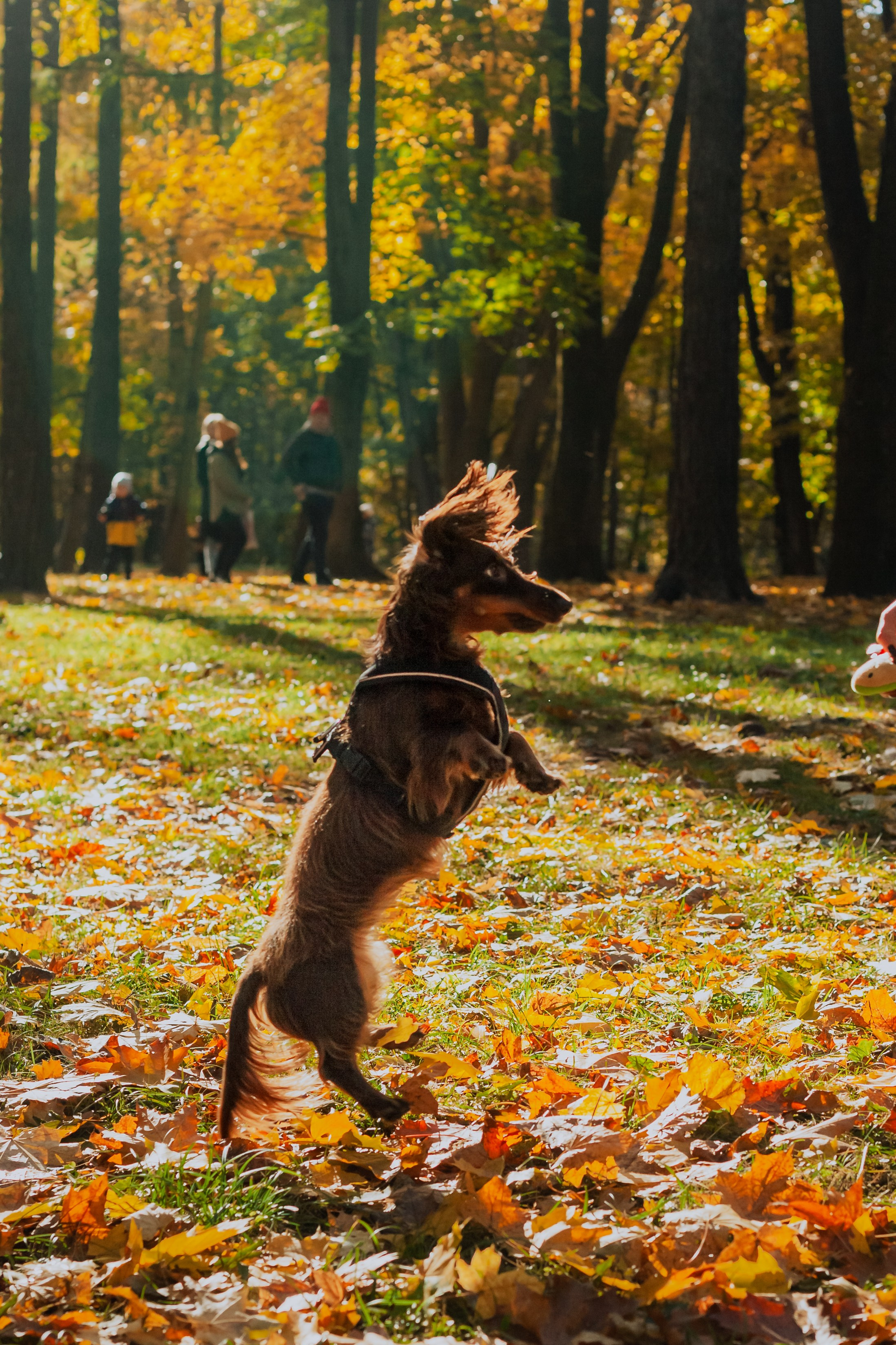 Света, Хайди, Богдана. Фотограф-анималист Татьяна Степанова
