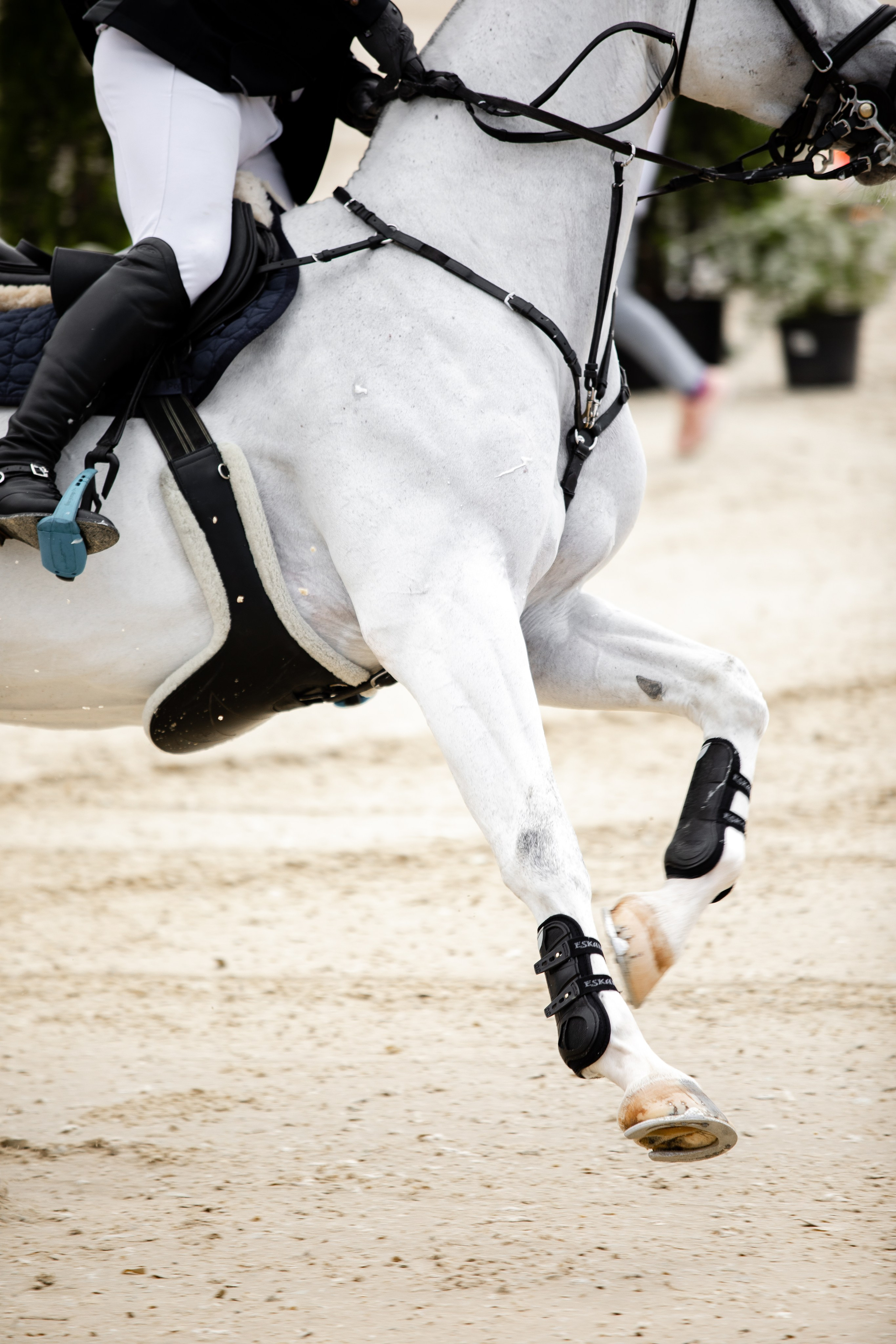 Турниры. Veronika Makeeva horse photo