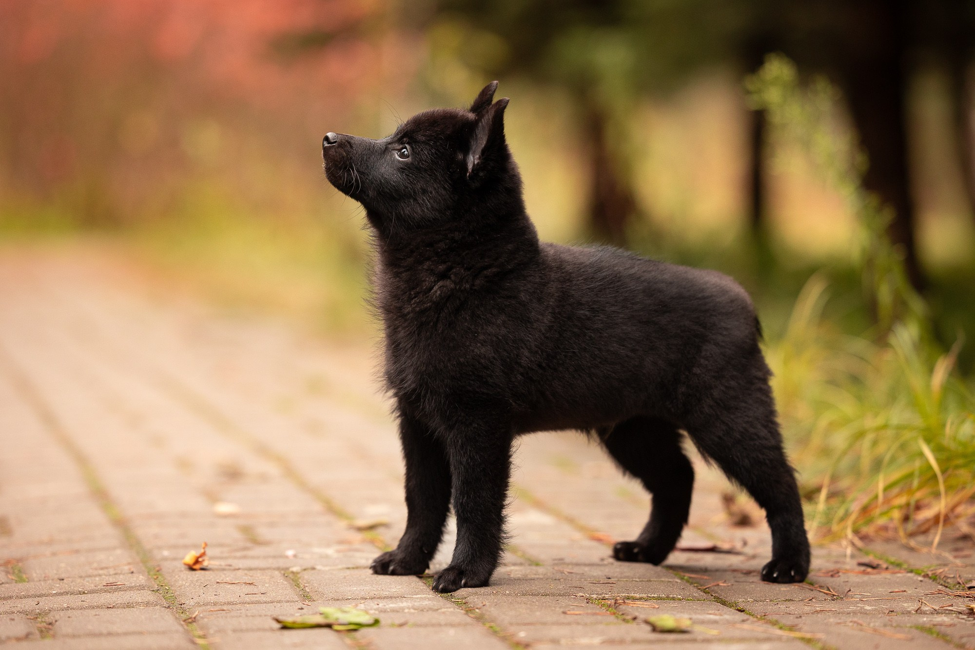 Фотосъёмки щенков. Фотограф-анималист Natalia Deingel | Фотосъемка собак в Москве