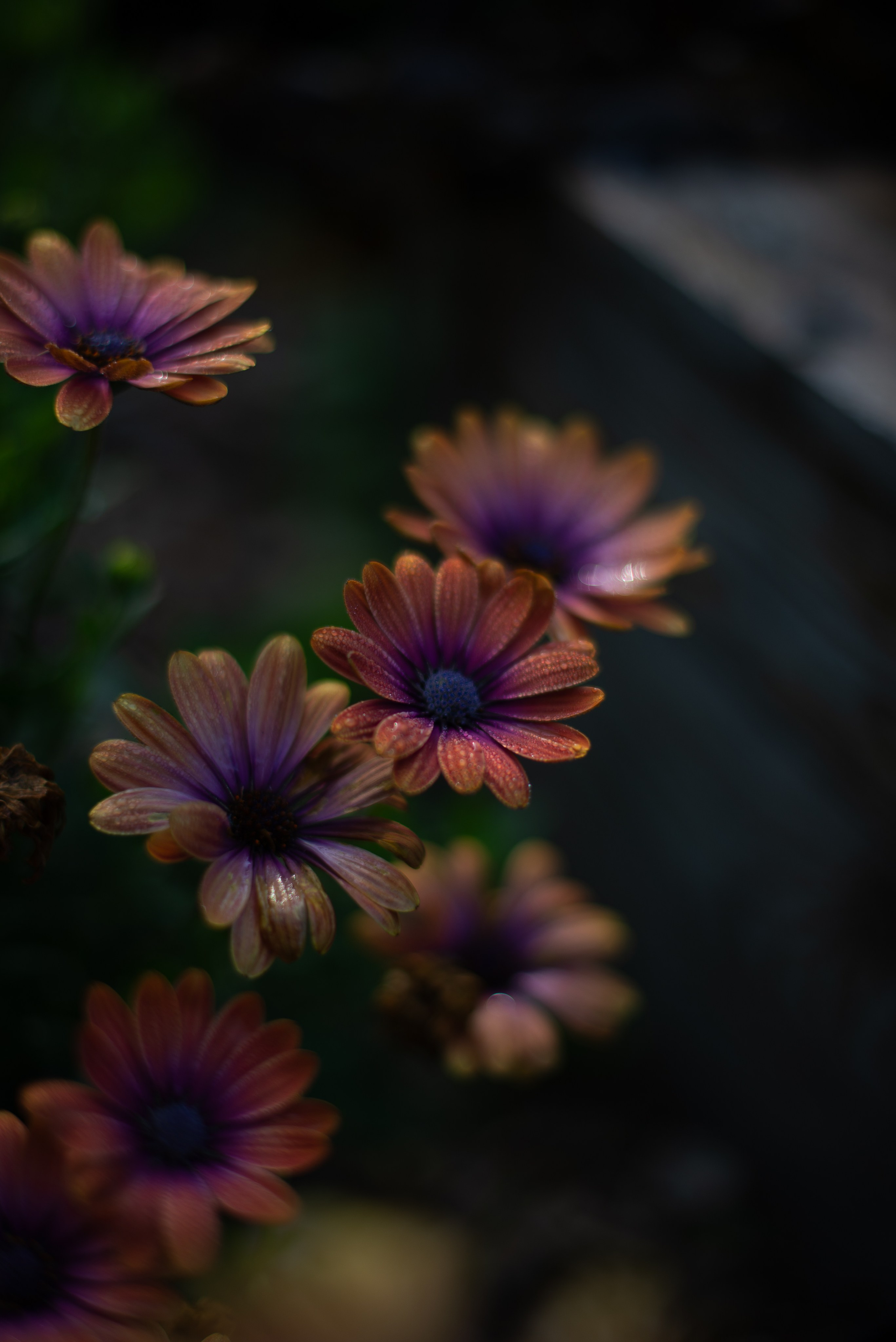 Цветы сада МГУ. Victoria Radjevna Репортажный Фотограф — Видеограф Москва • Санкт-Петербург