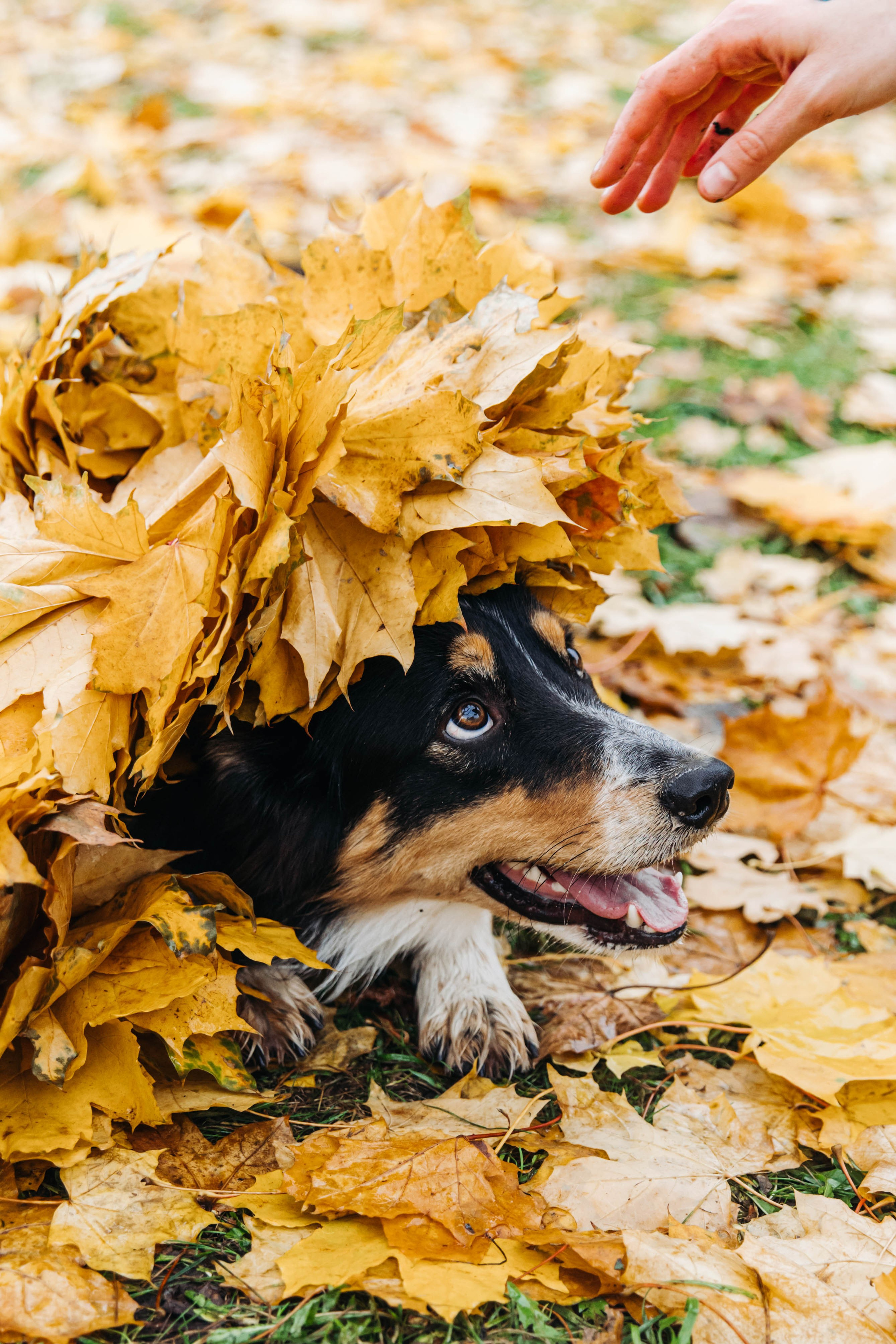 Вольт. Свадебный и семейный фотограф в Санкт-Петербурге Лолита Евстифеева