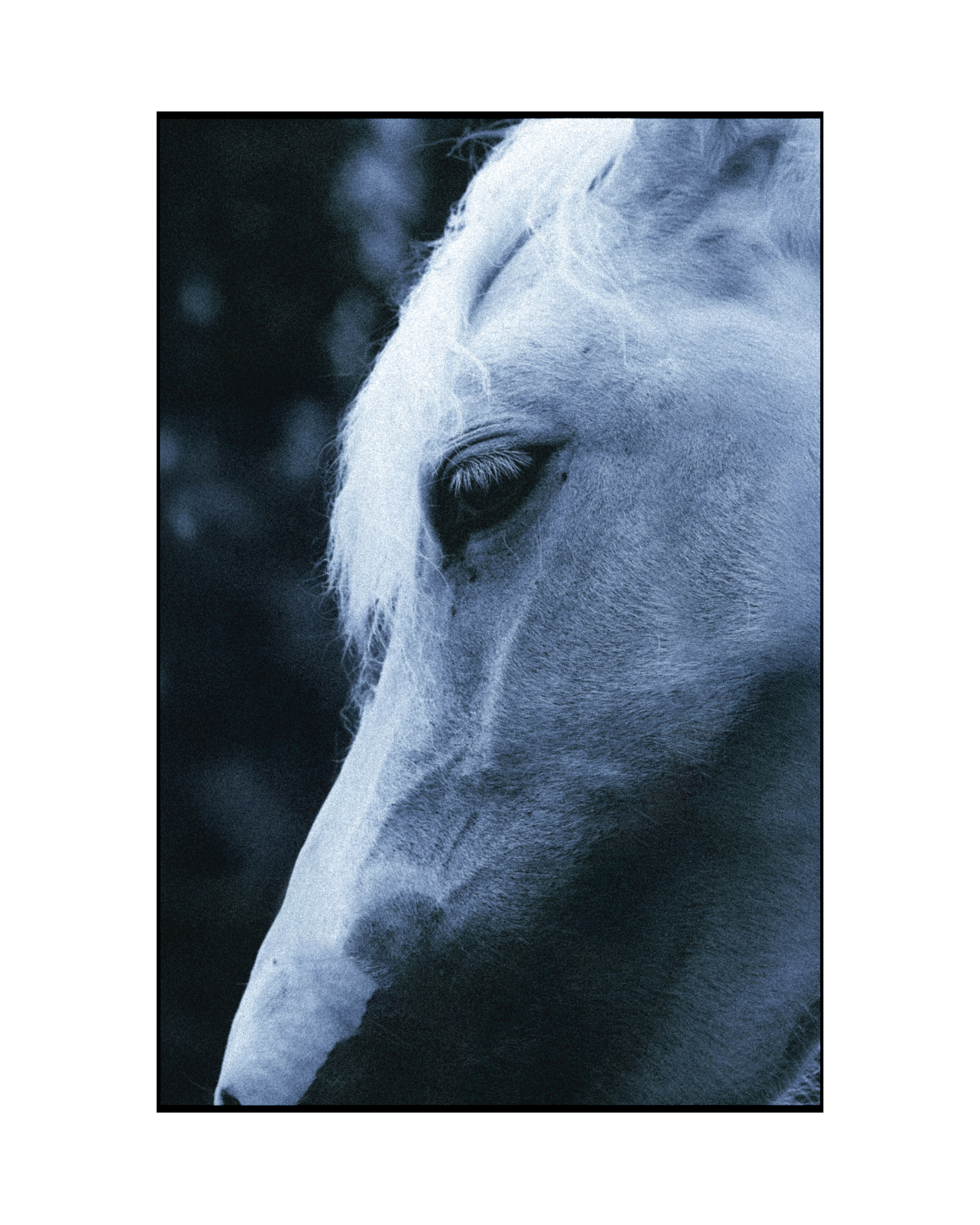 Блог. Фотограф в Санкт-Петербурге Олеся Барановская