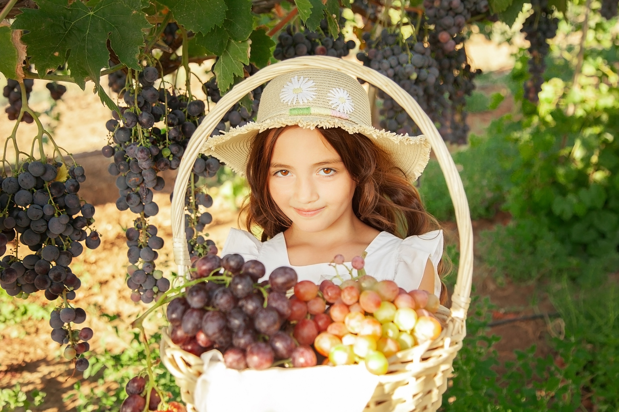 ВИНОГРАДНИКИ. Фотограф в Крыму