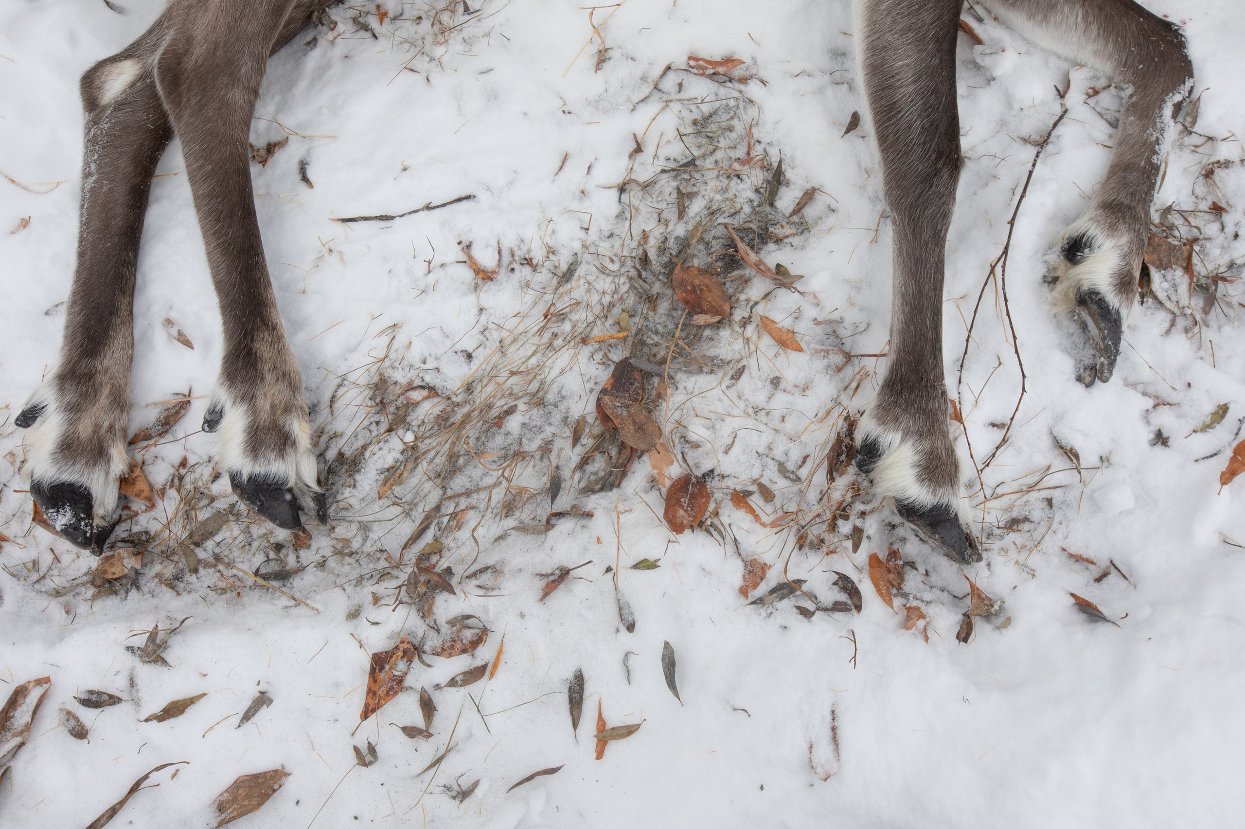 Не забудь накормить озеро. Natalya Madilyan