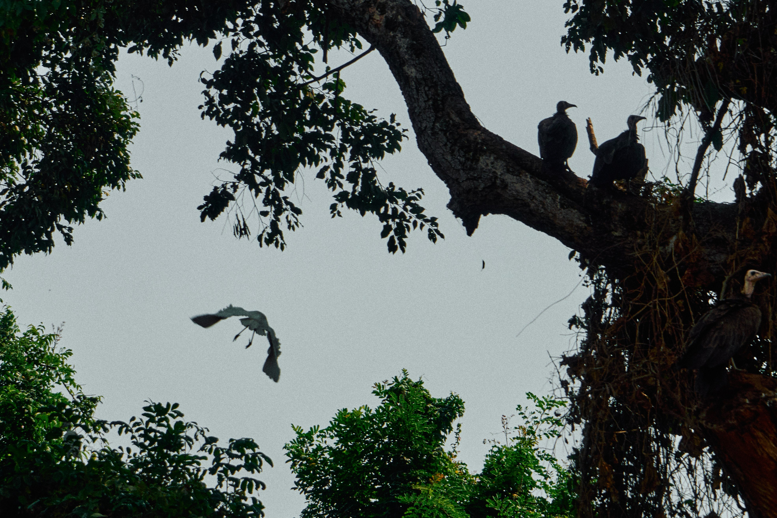 Guinea-Bissau. See the moment and catche. commercial and reportage
