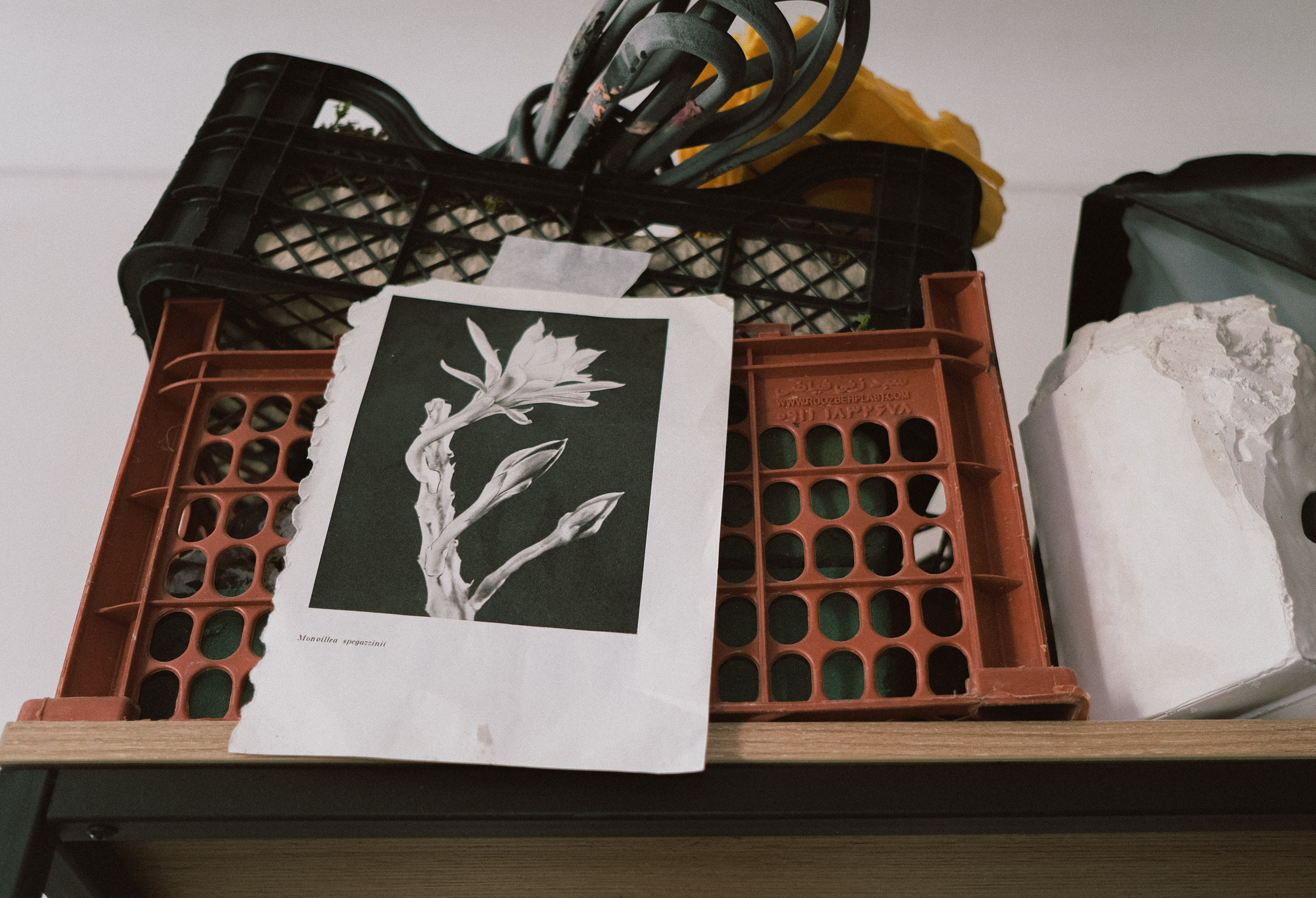 Sasha Satchi для NUDA. DISEMICHASNOVA