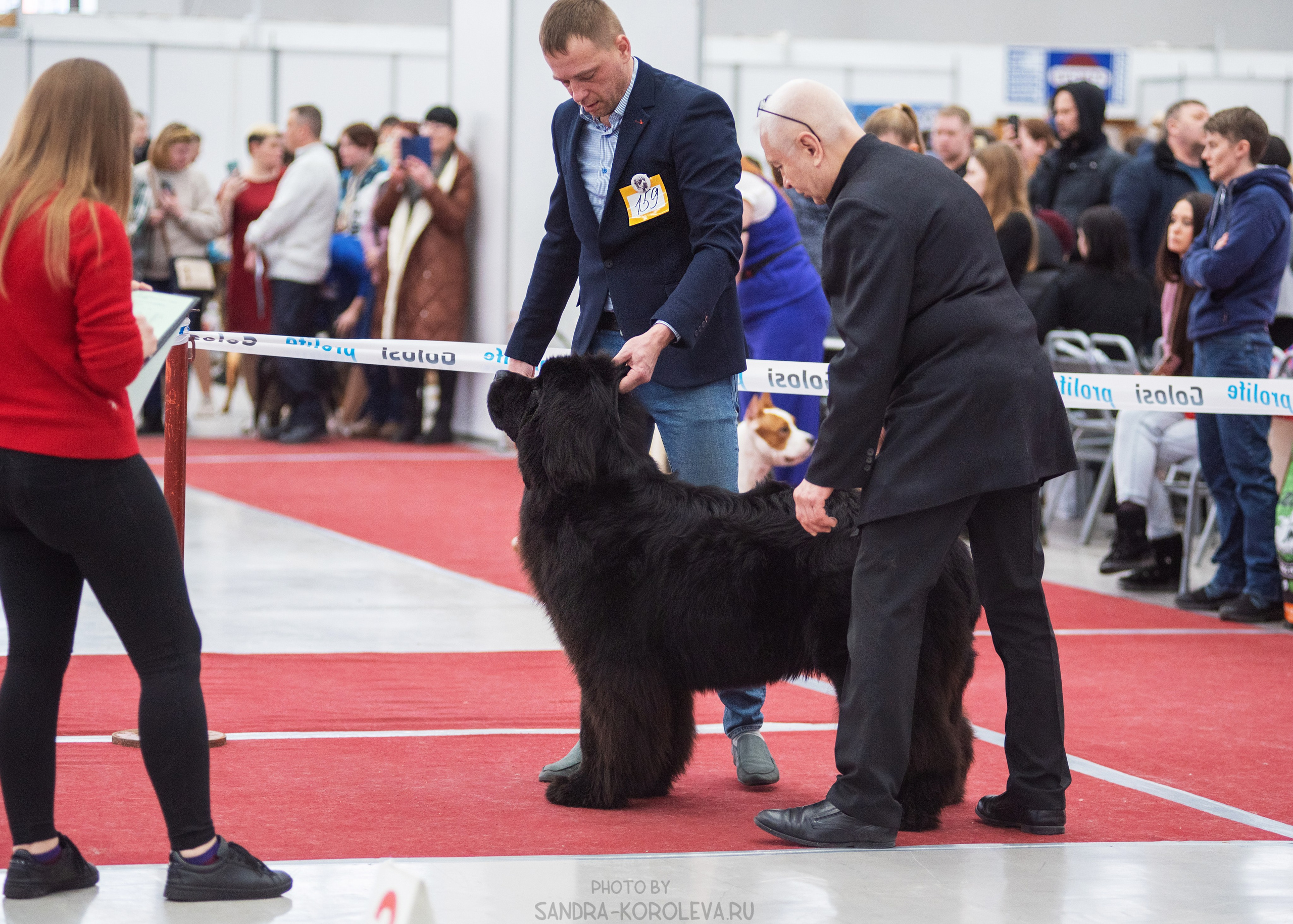 Выставка собак тюмень 14.01.2023. Дог-фотограф в Тюмени Александра Королева